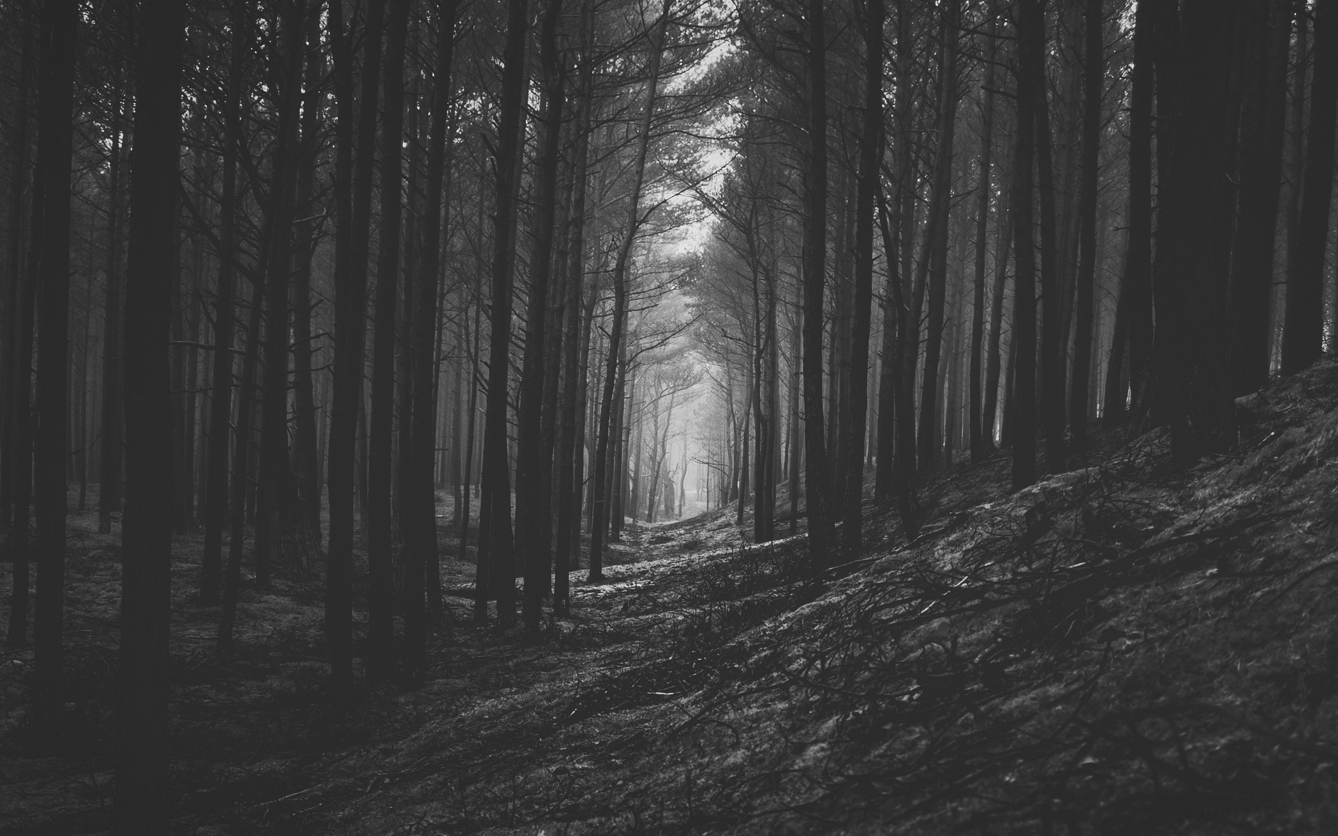 Grey Forest Pictures Download Free Images on Unsplash