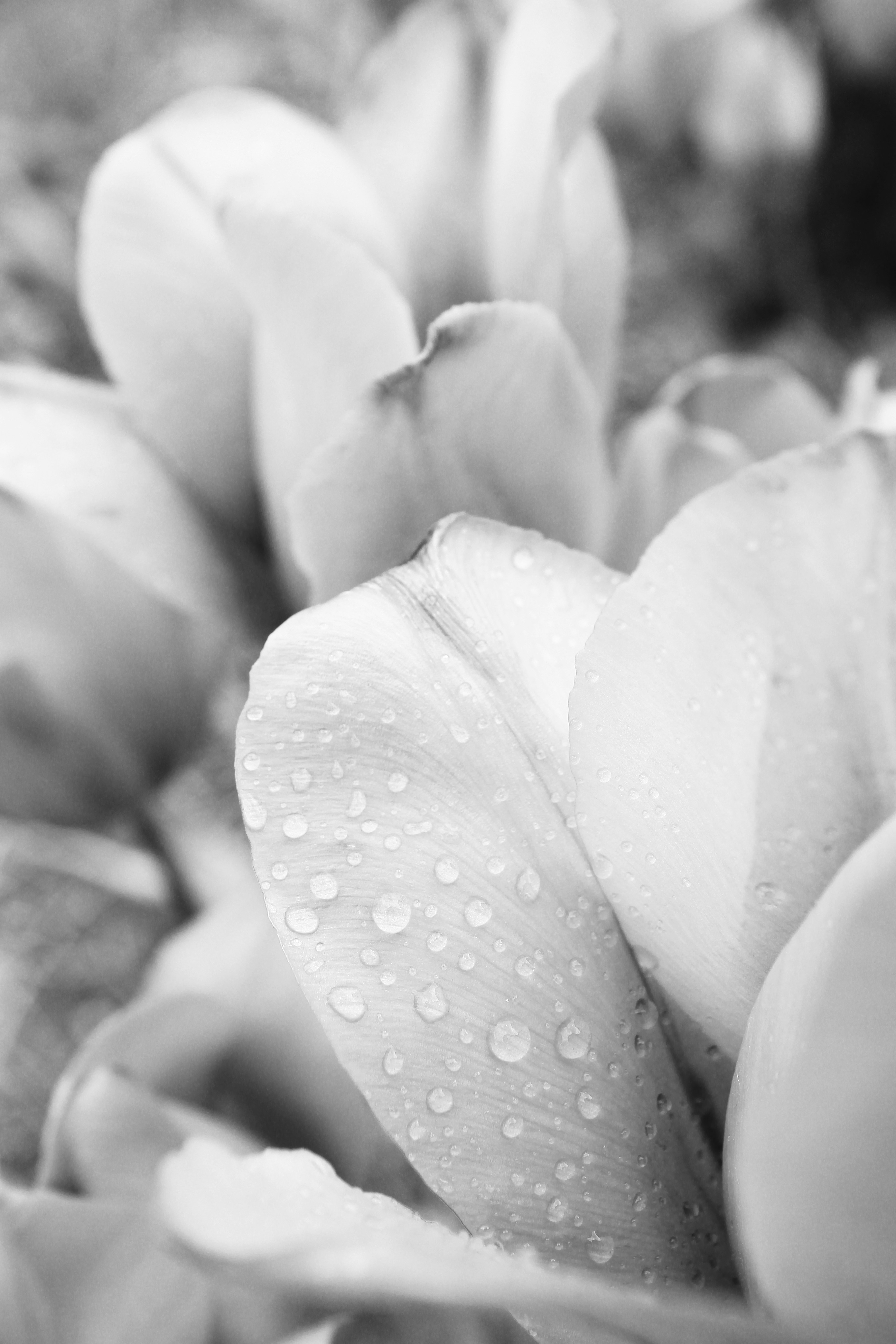 Очень белое фото Роскошные белые цветы