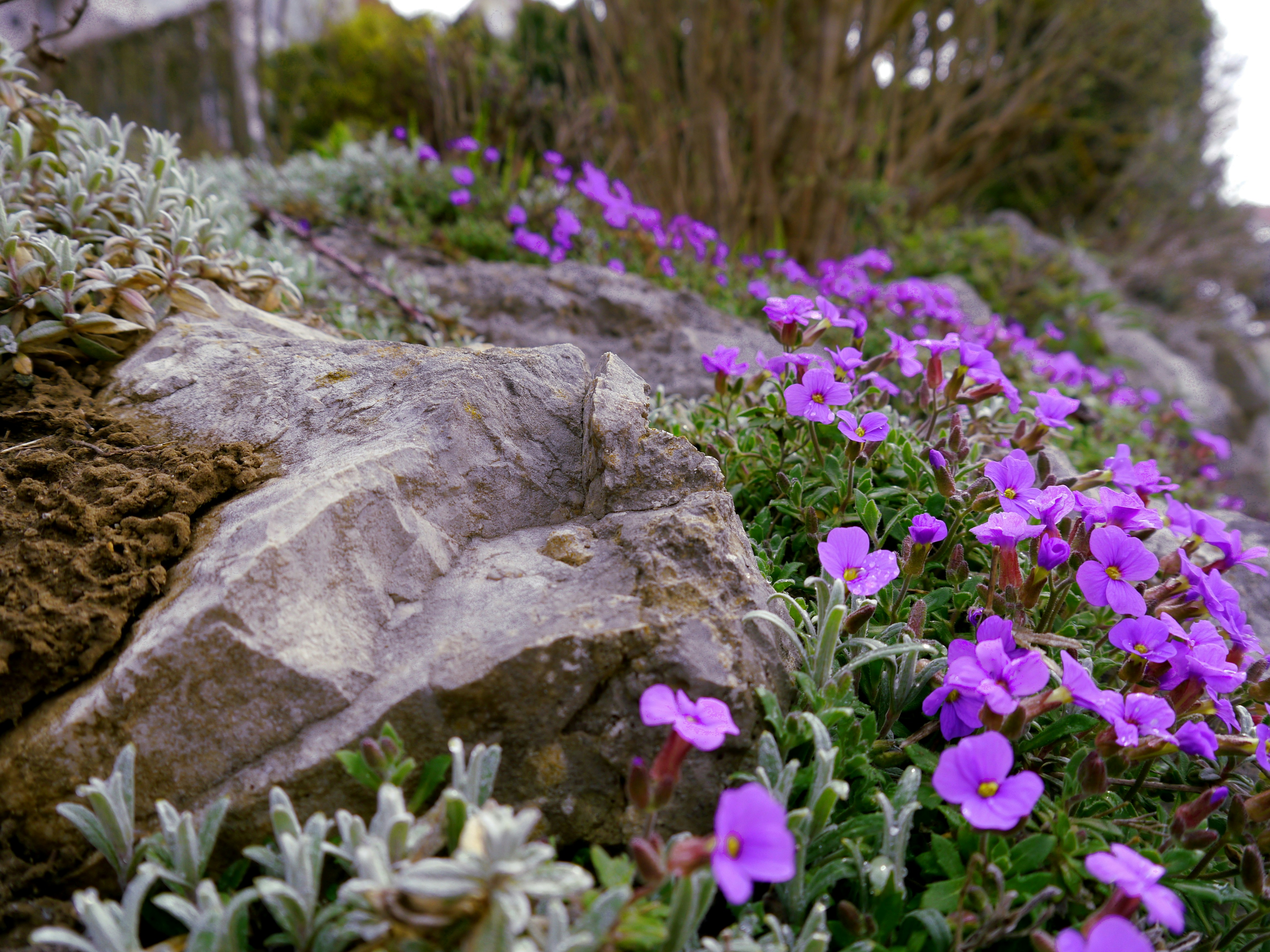 Растения наземные шапкой