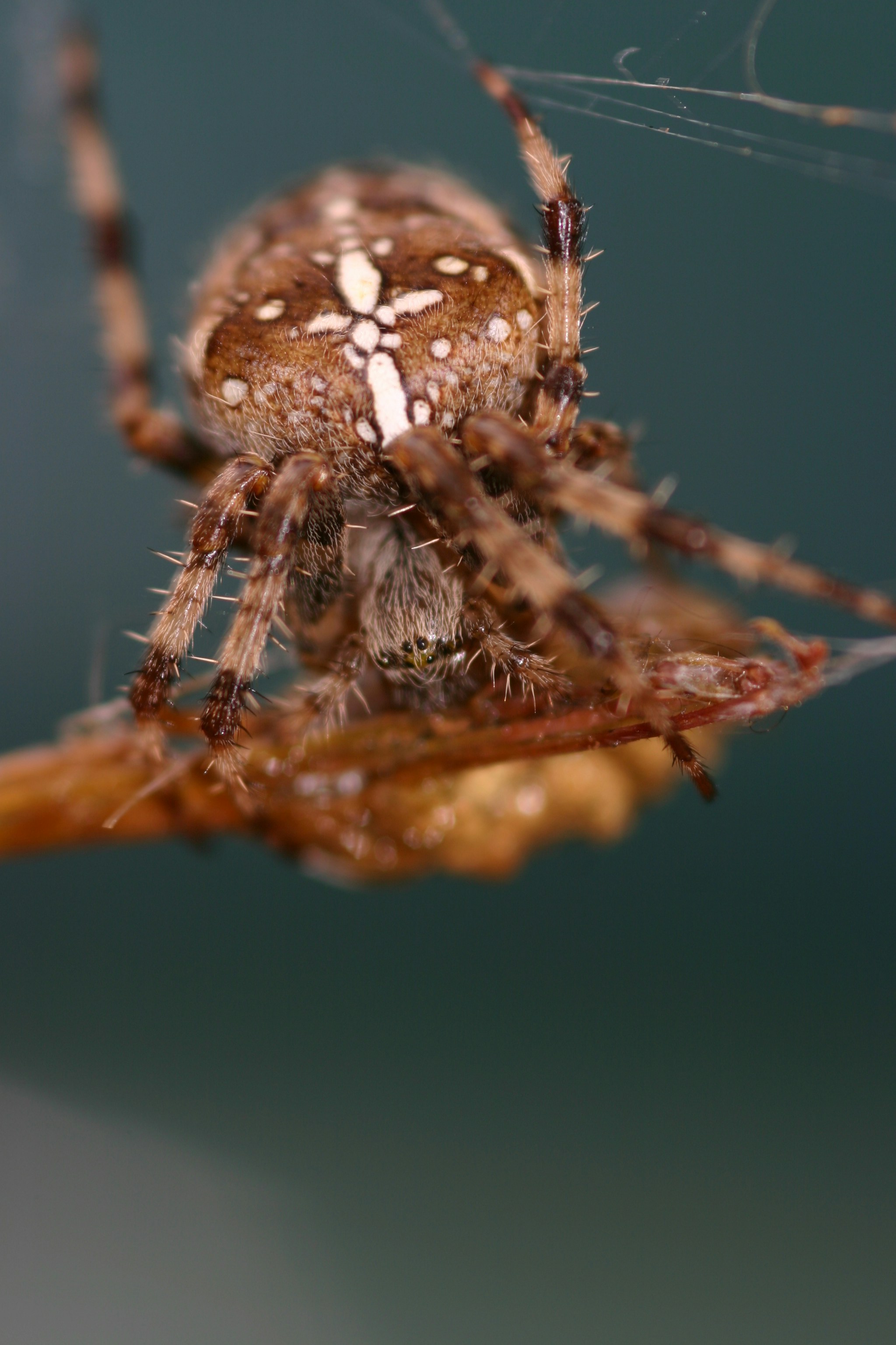 Паук крестовик фото крупным планом Garden Spider I started taking pictures of spiders as a wa. Flickr