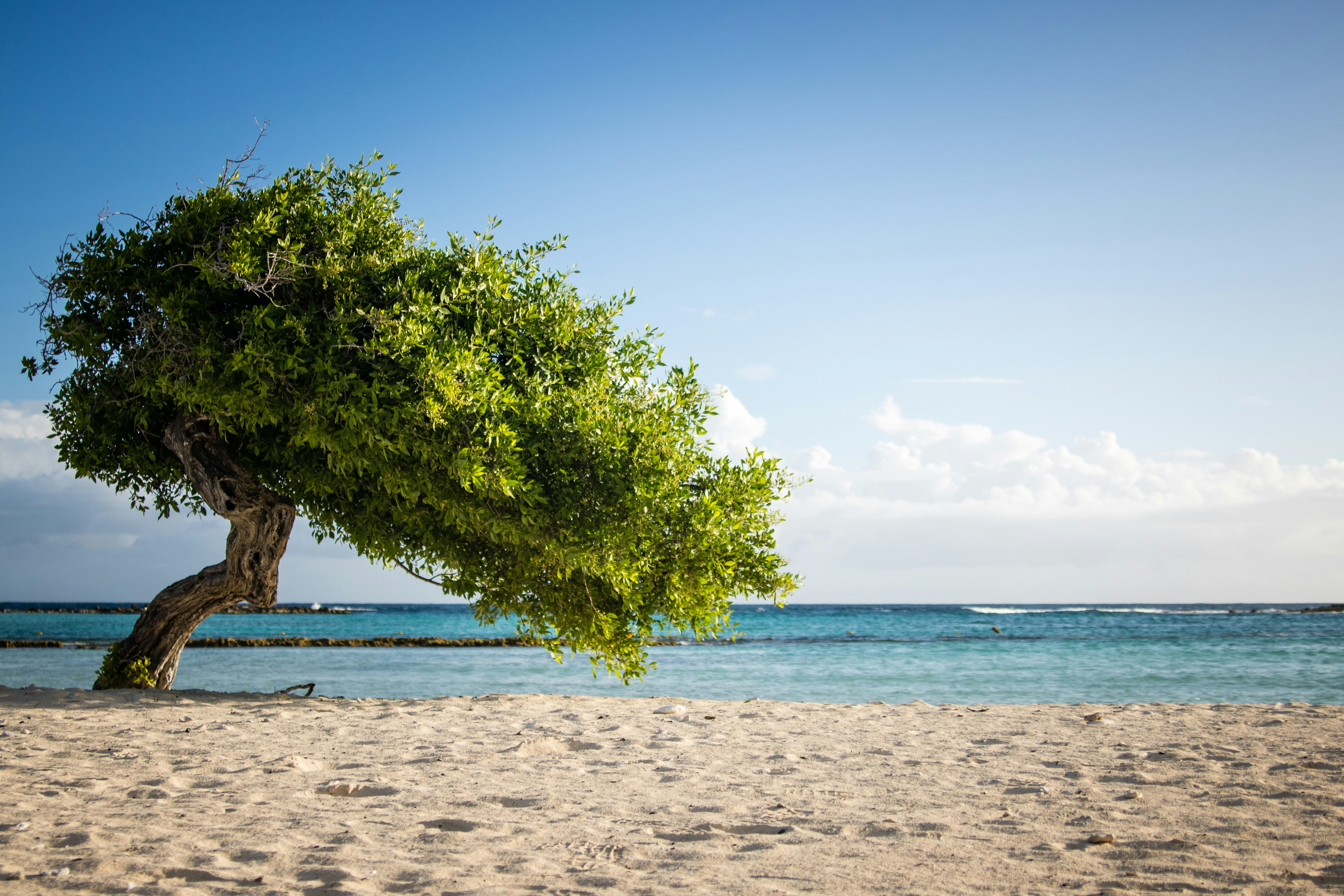 Море дерево фото Постер. Картина на дереве "Пейзажи, Сша, калифорния" купить в интернет-магазин