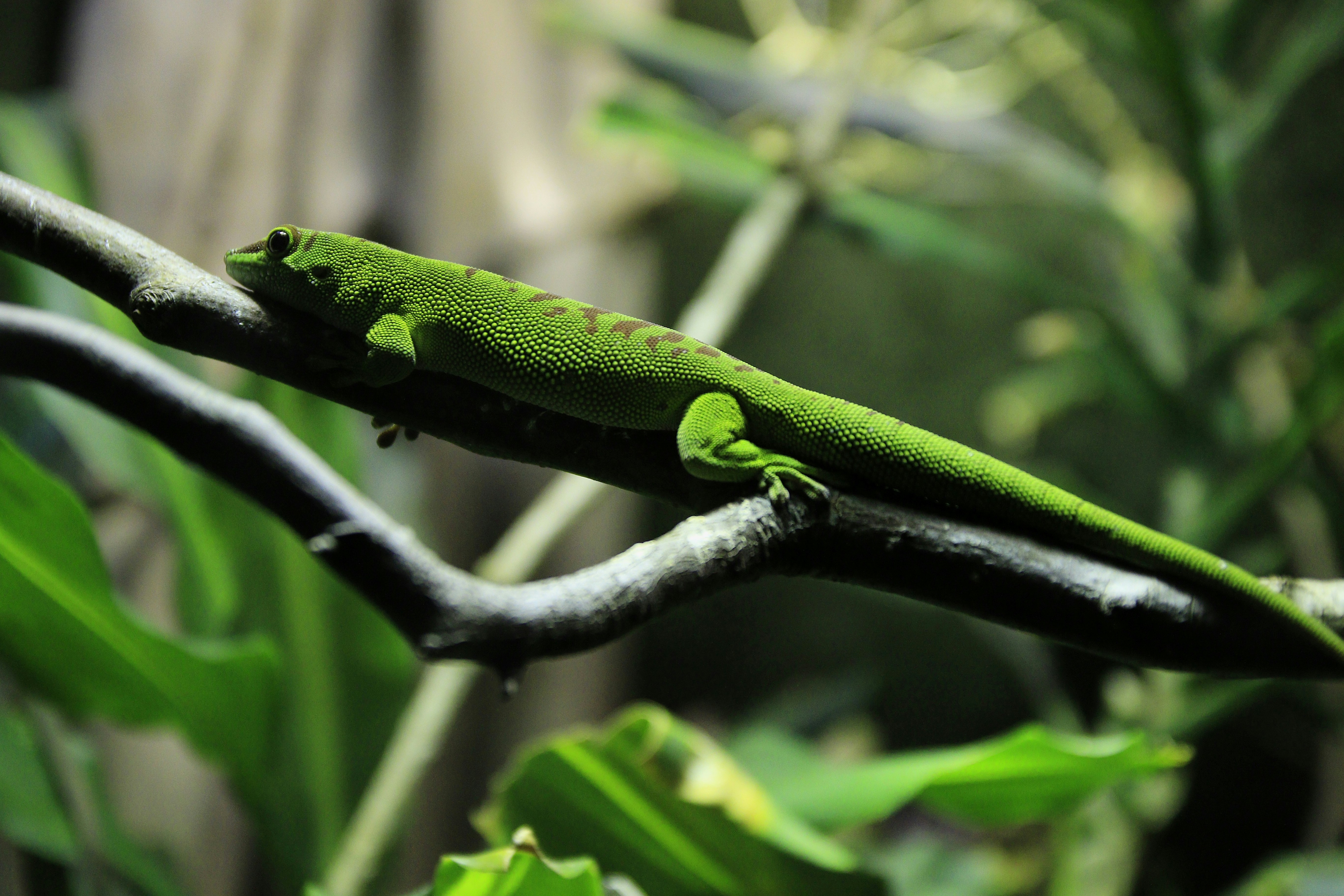 Зеленое животное фото Crimson-rumped Toucanet Terminales de transporte, Paisaje cultural, Plantacion d