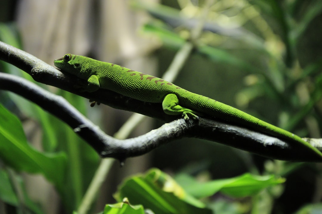 Зеленое животное фото Зеленое животное фото