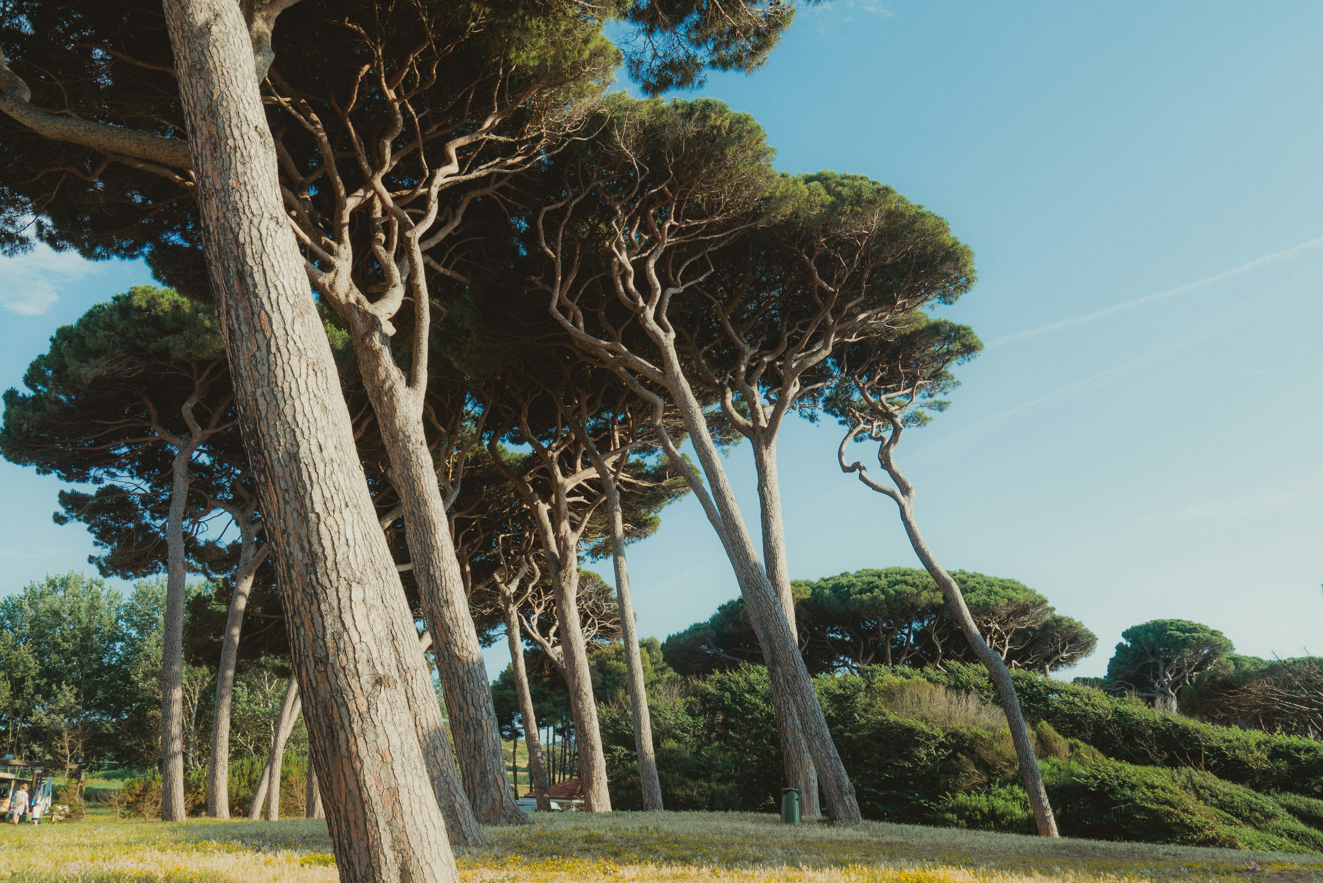 Итальянская сосна фото "Итальянская Сосна" Изображения: просматривайте стоковые фотографии, векторные и