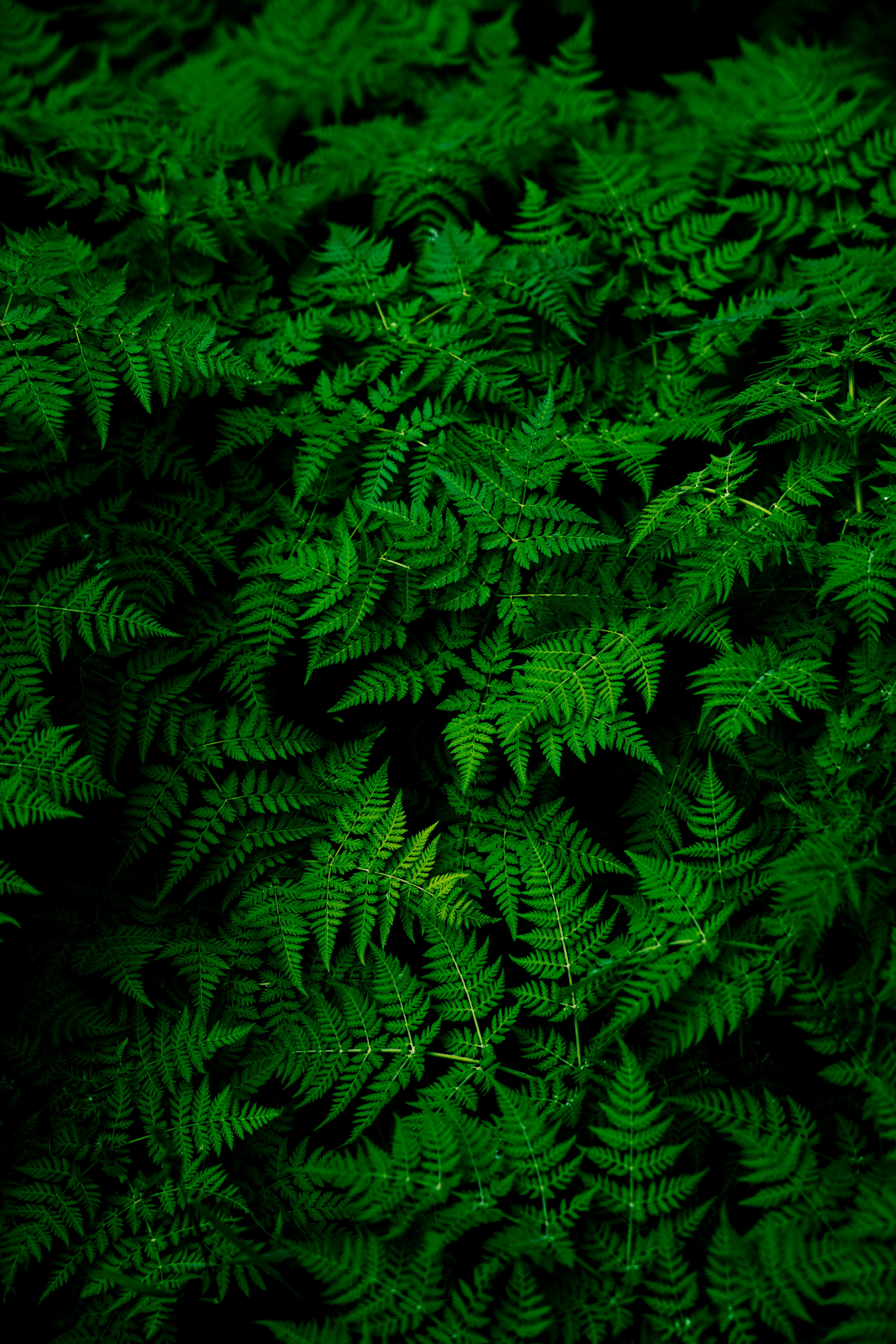 Dozing Green Single Rar download free