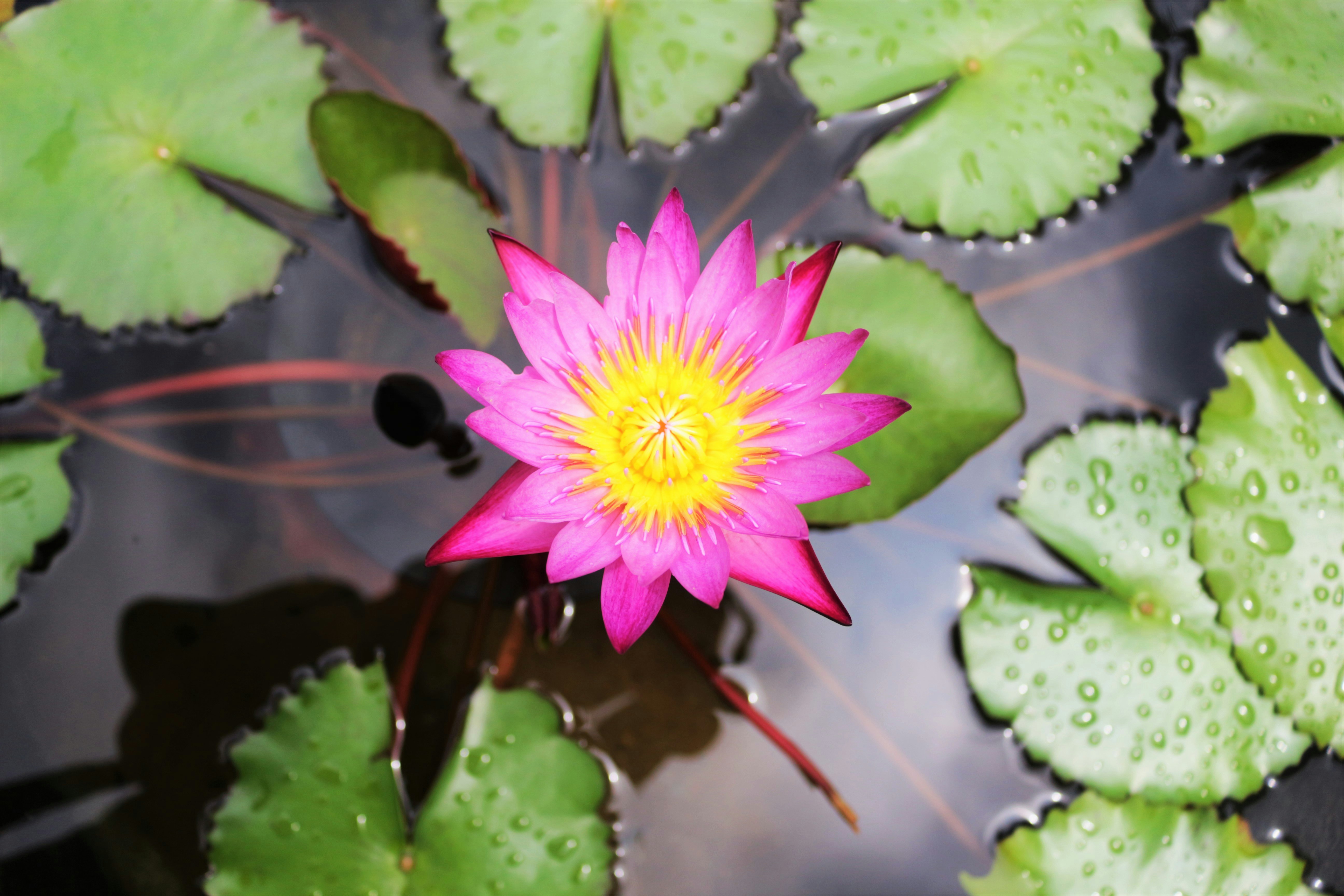 lilypad 0.11.0 pcsx2 download