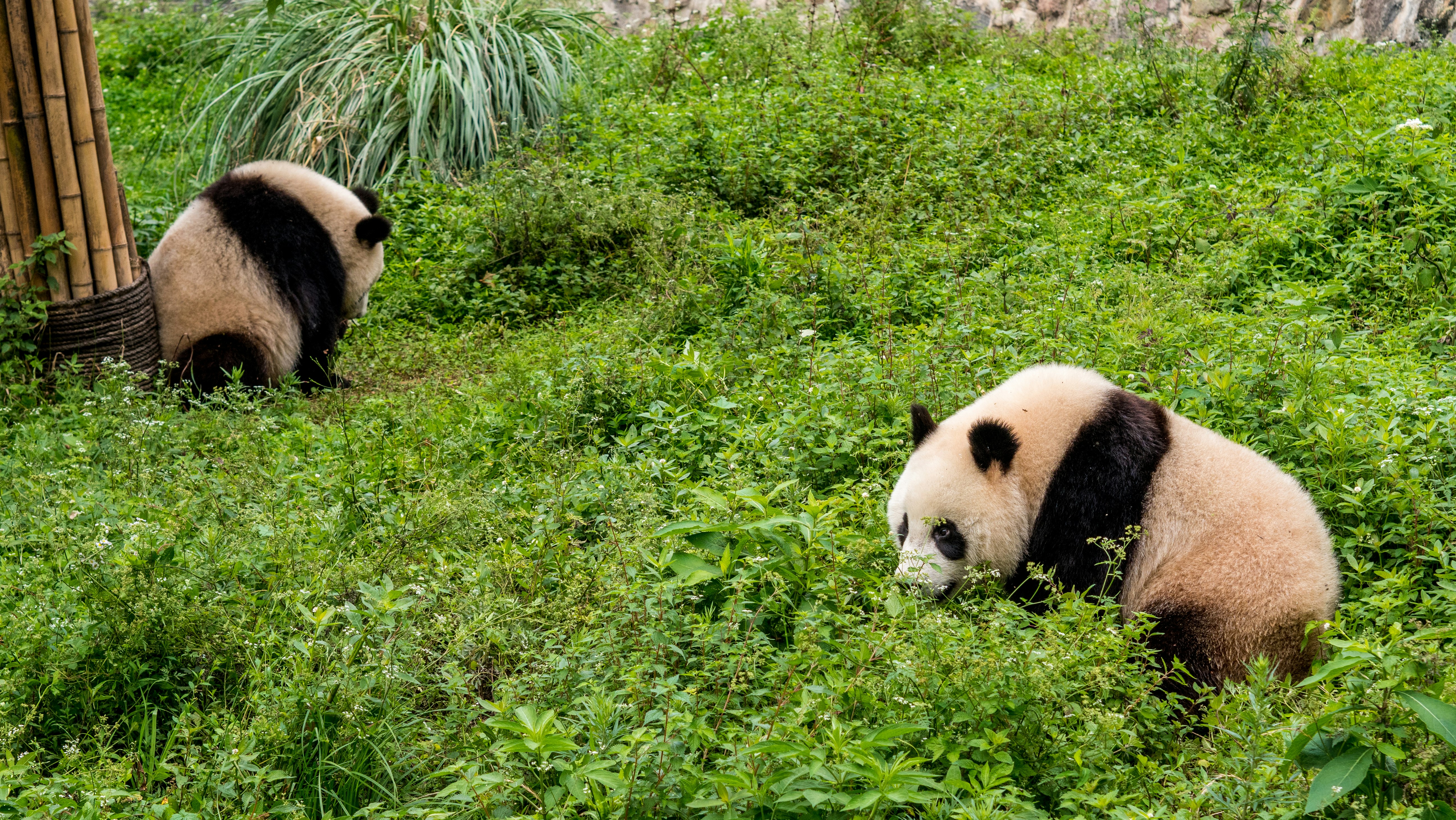 download dragon bone hill an ice age saga of homo erectus