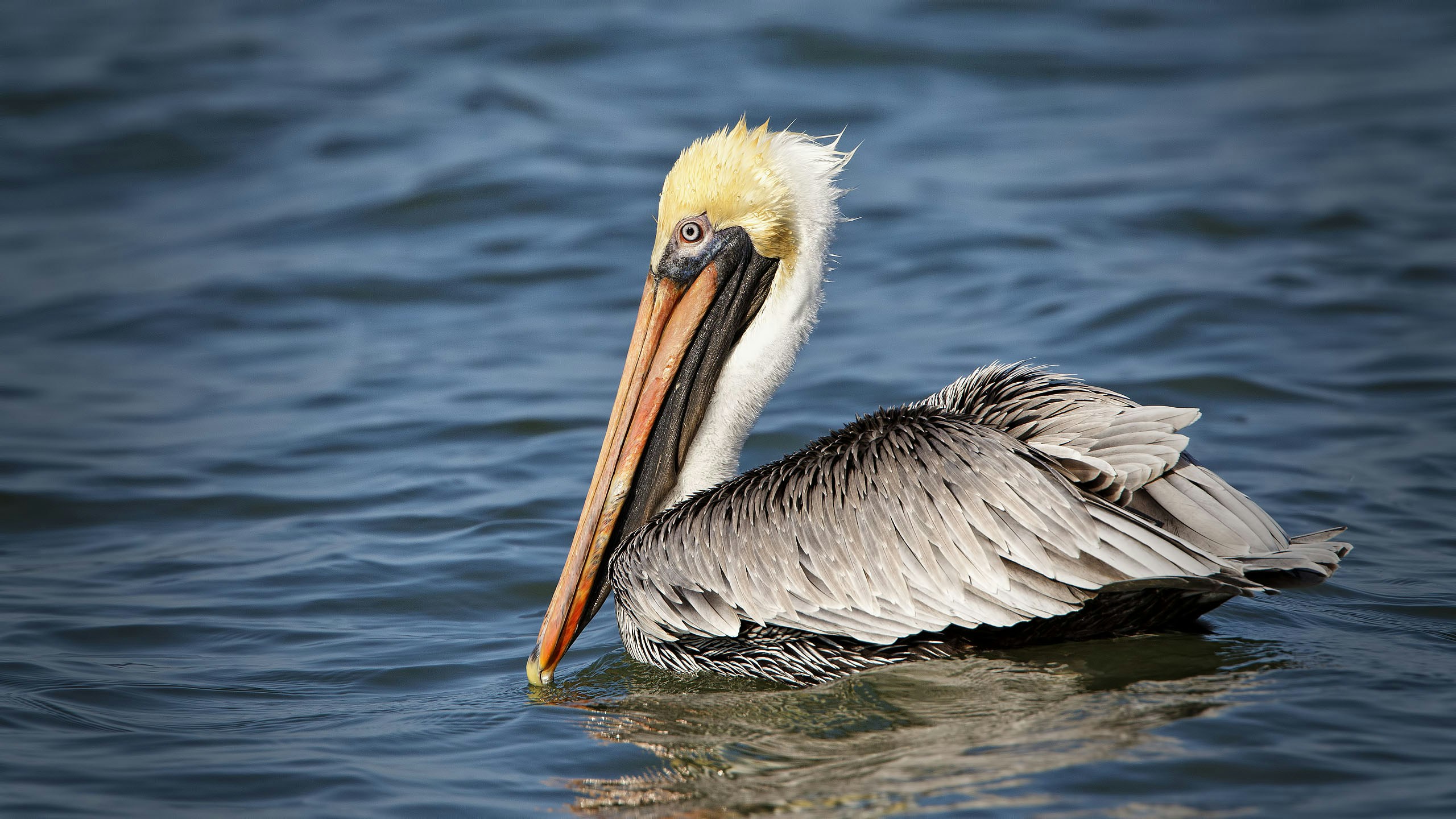 Brown Pelican Pictures | Download Free Images on Unsplash
