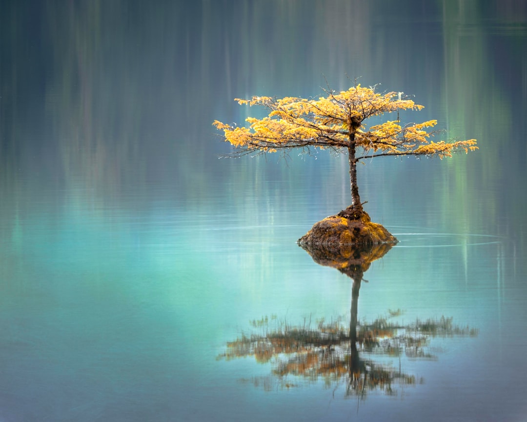 Best 100 Zen Pictures Download Free Images On Unsplash