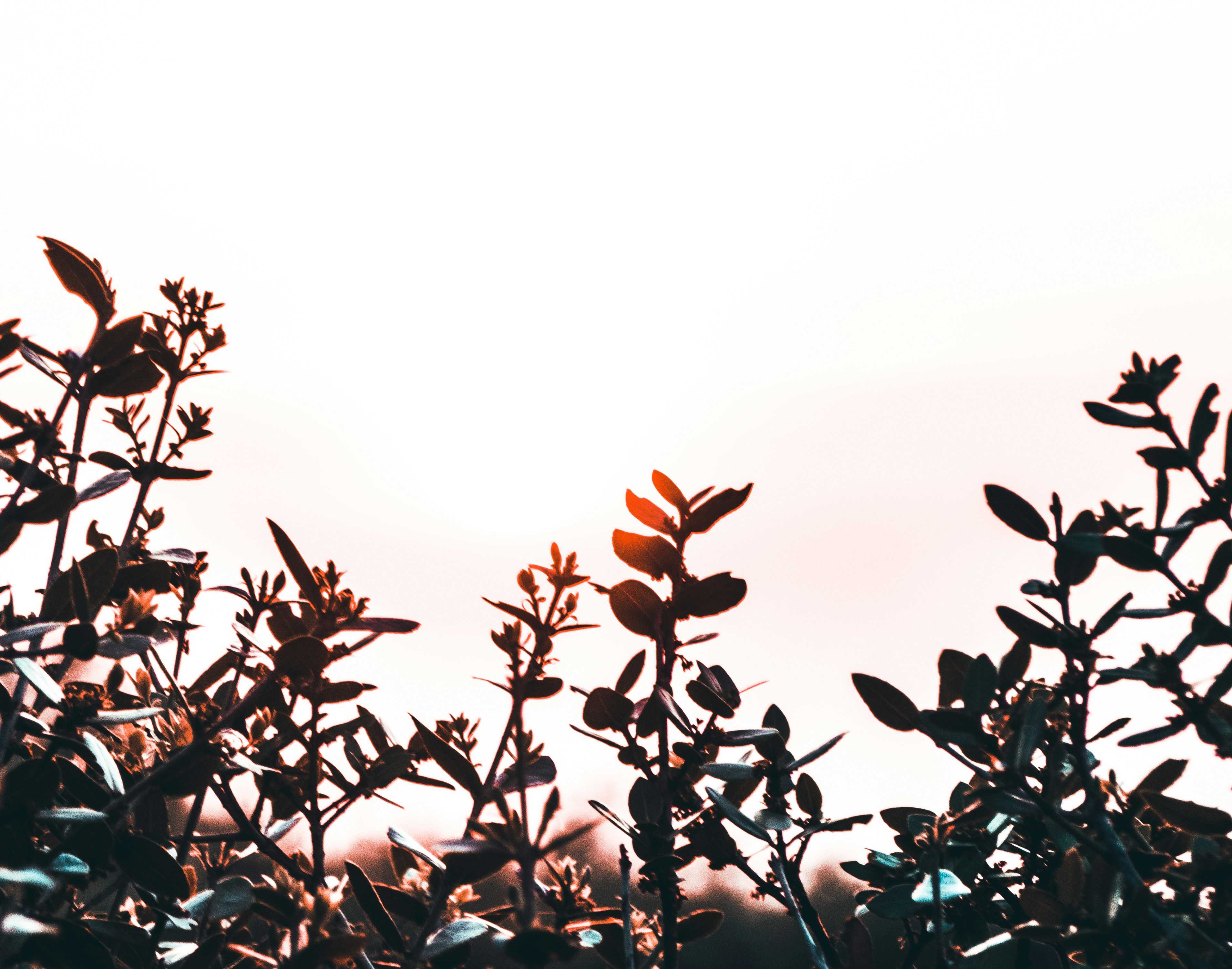 silhouette of plants photo – Free Plant Image on Unsplash