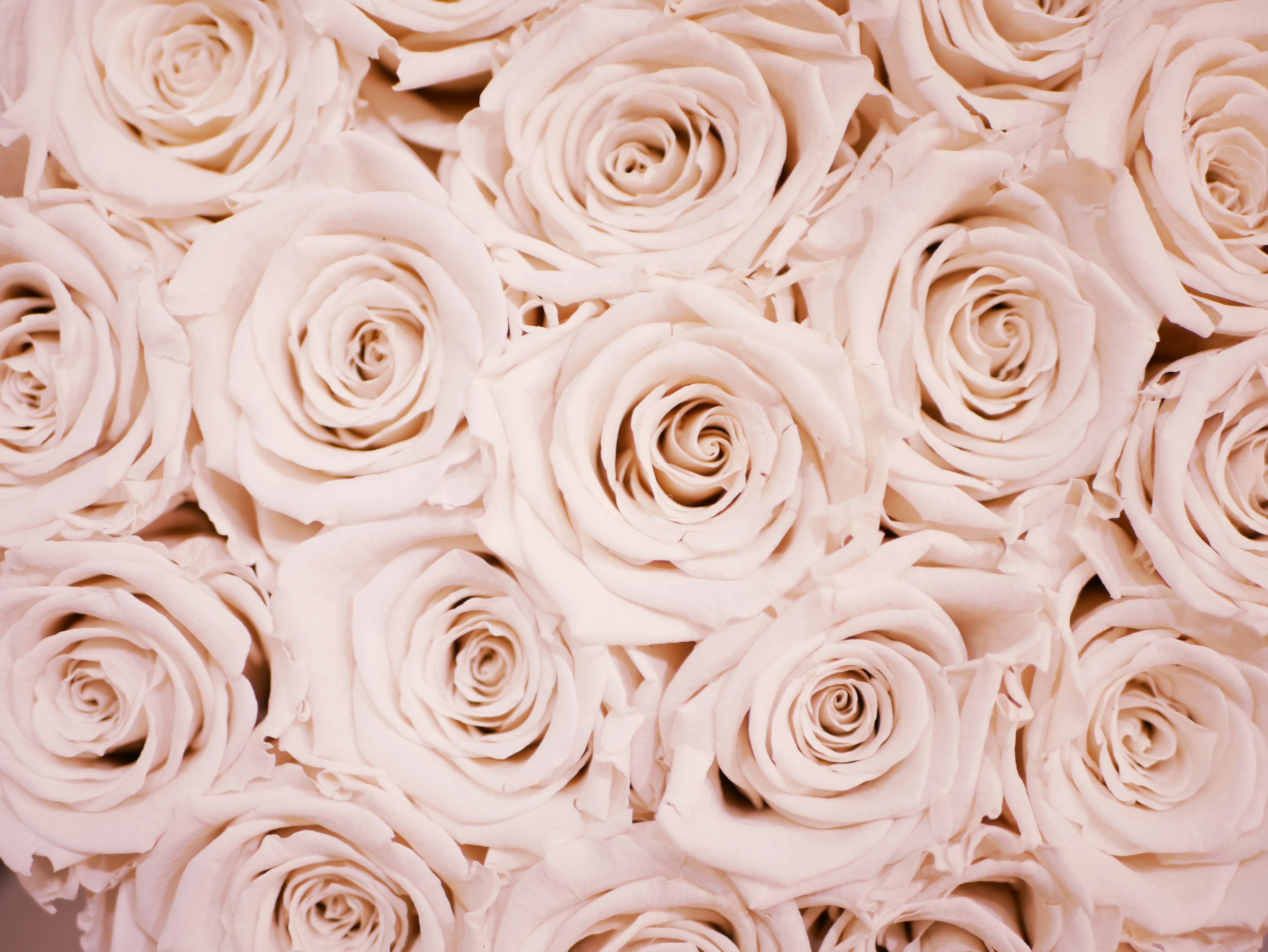 Rose Gold Wallpapers: Free HD Download [500+ HQ]  Unsplash