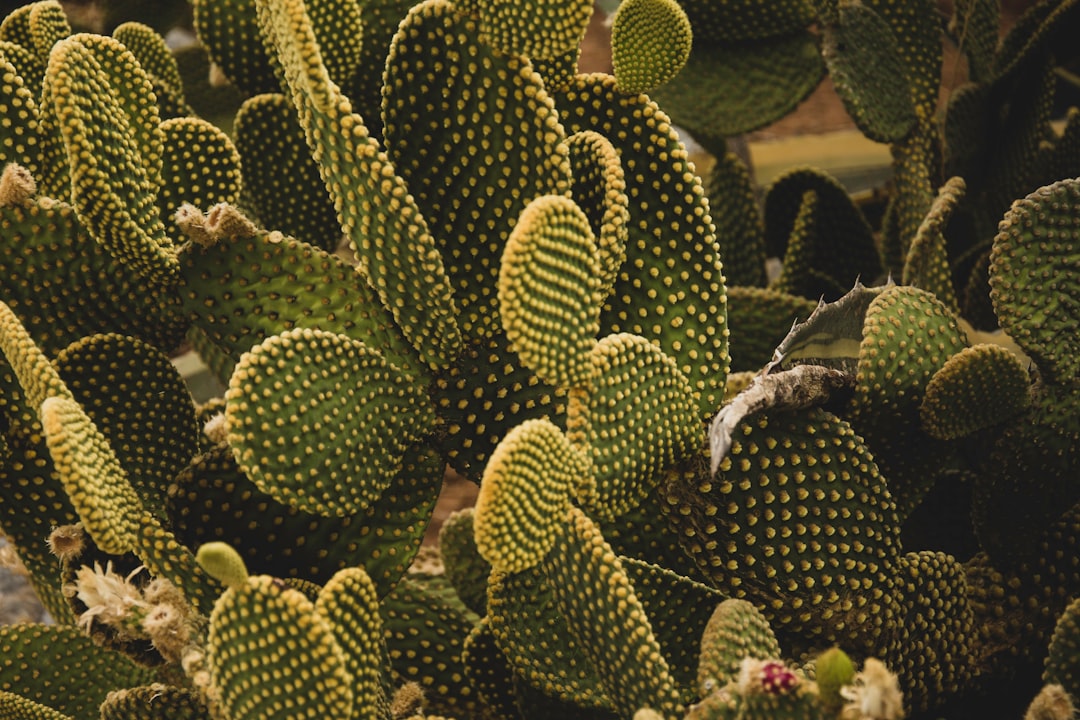 Cactus Fruit Pictures Download Free Images on Unsplash 