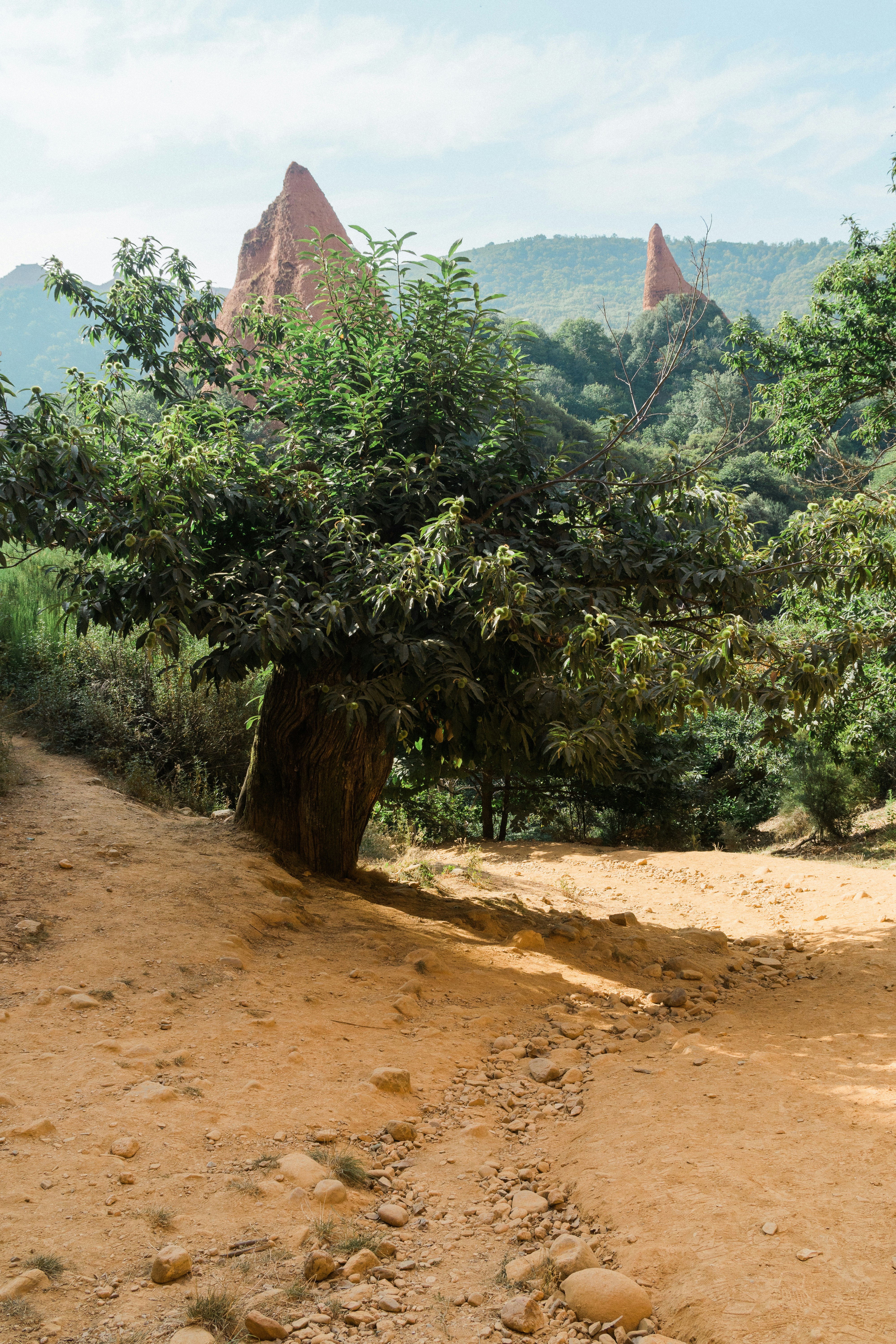 Ancient Forest Pictures | Download Free Images on Unsplash