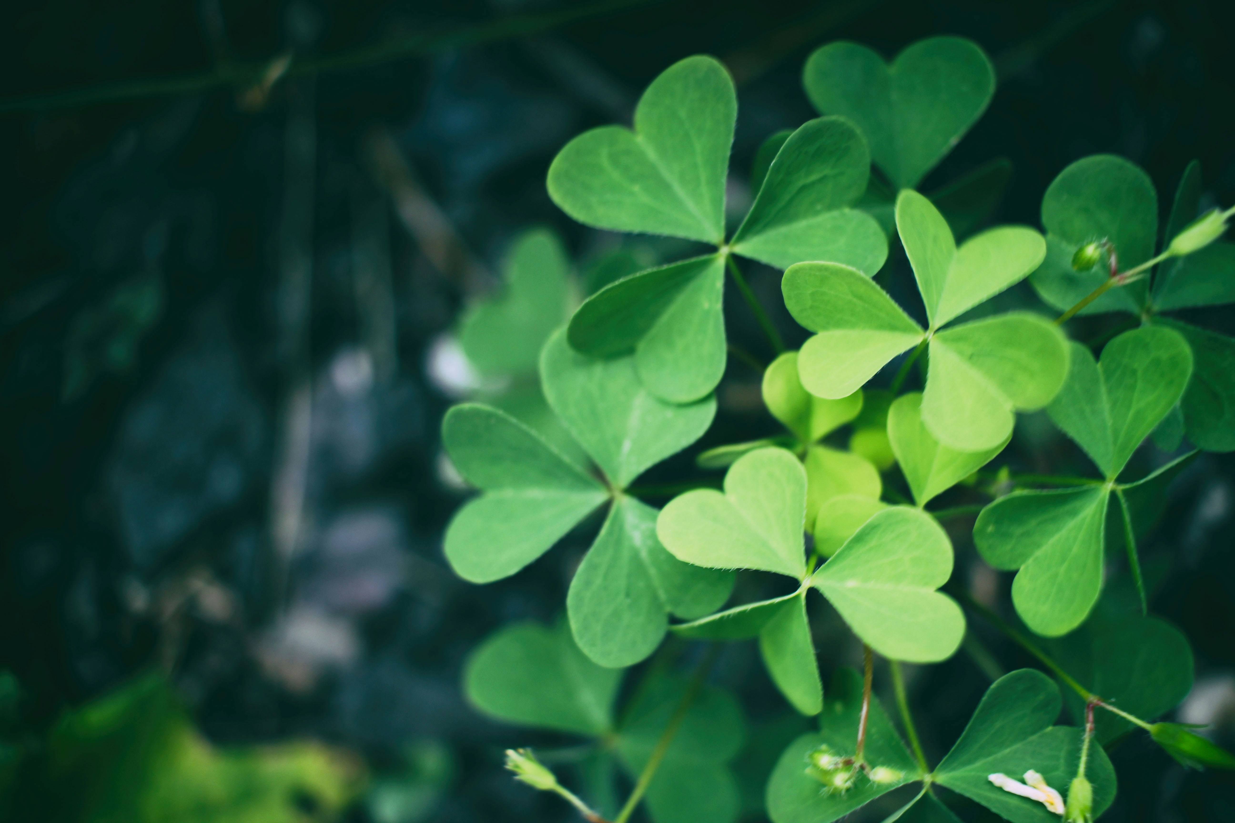 Ответы Mail.ru: Какой именно сорт клевера дает такую форму листьев?