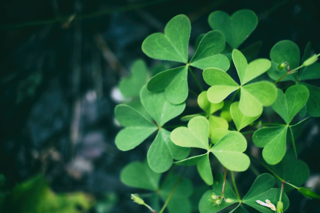 Зеленый клевер фото Зеленый клевер фото