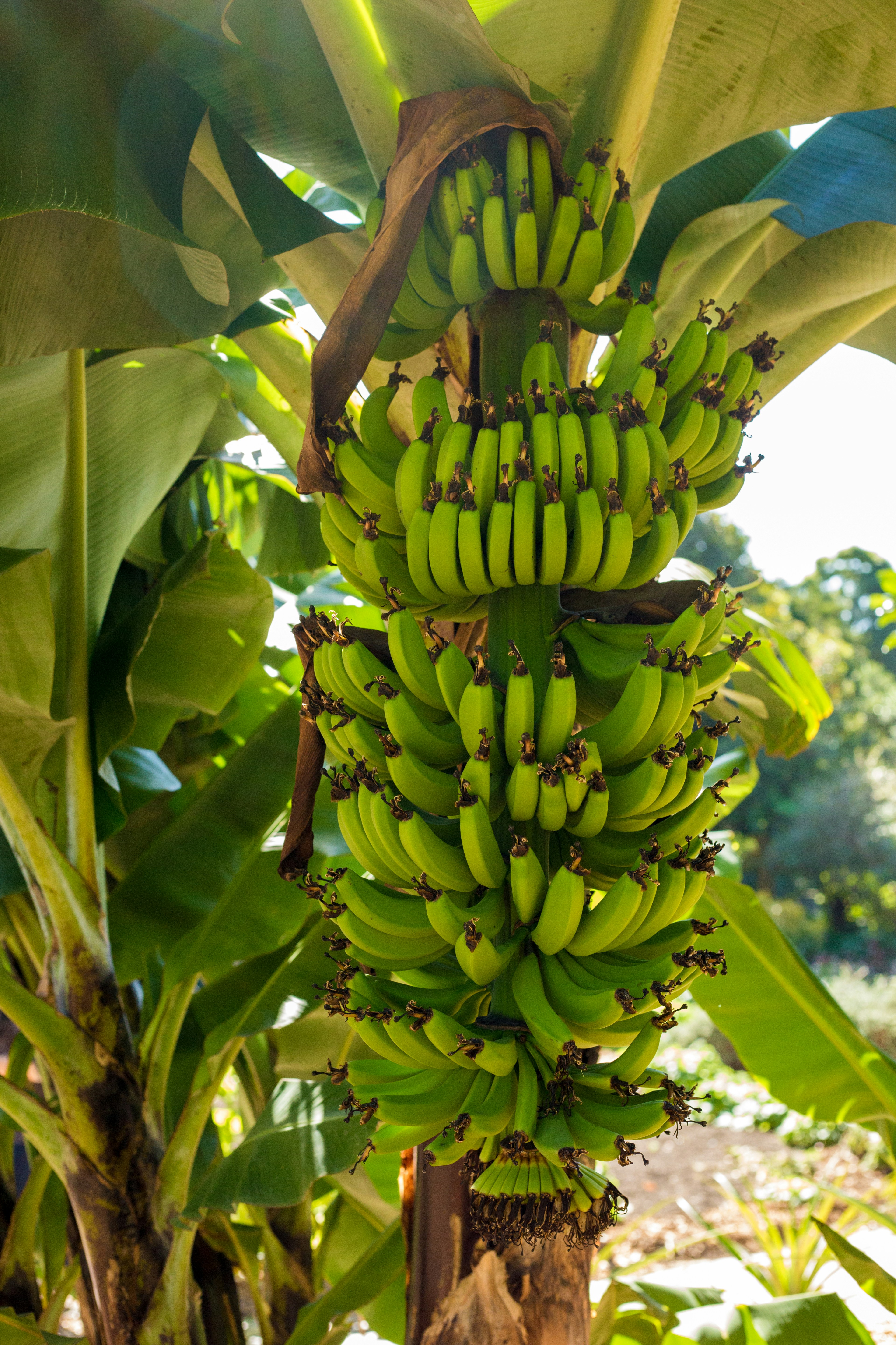 550+ Banana Tree Pictures | Download Free Images on Unsplash