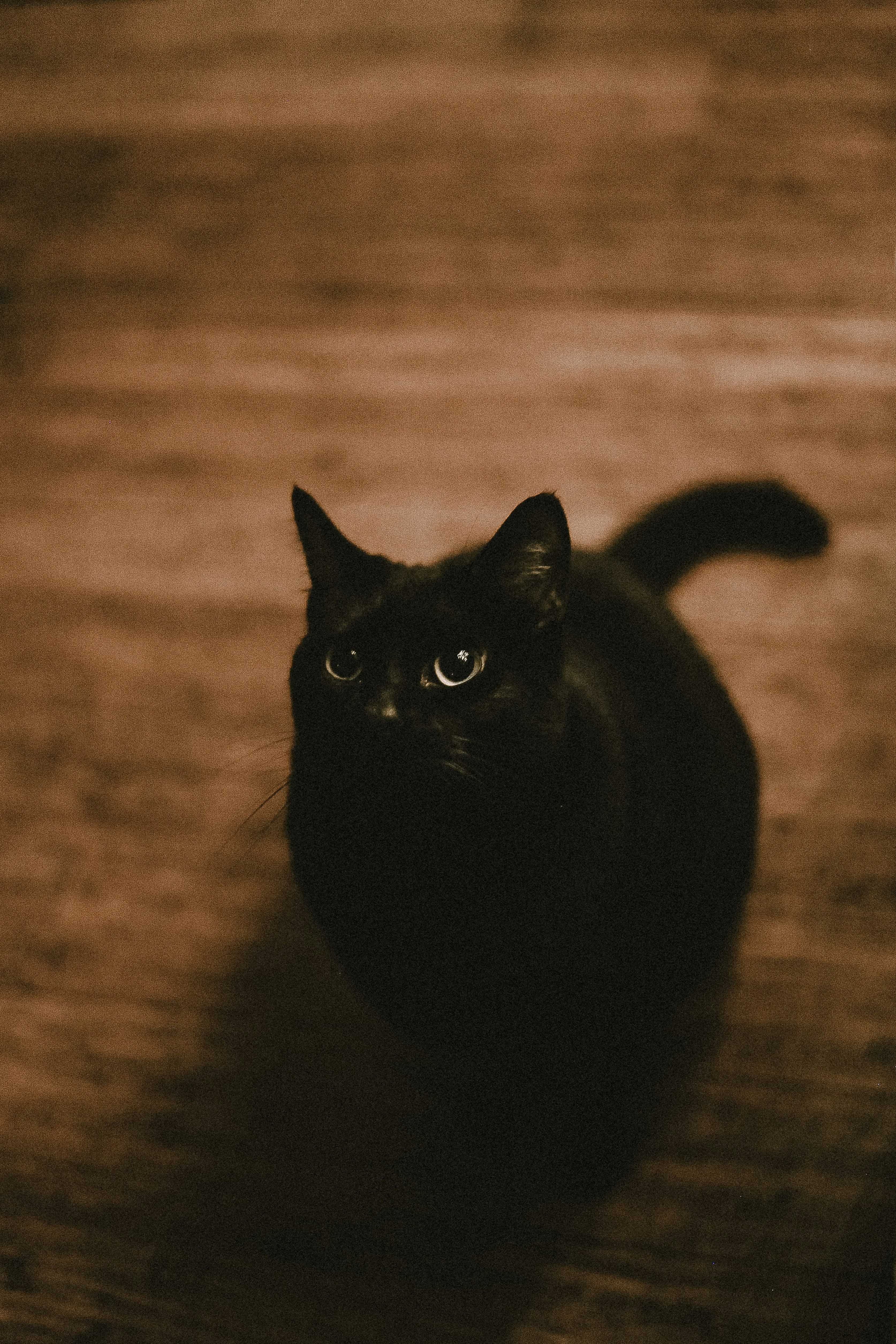 100 Black Cat Pictures Download Free Images on Unsplash