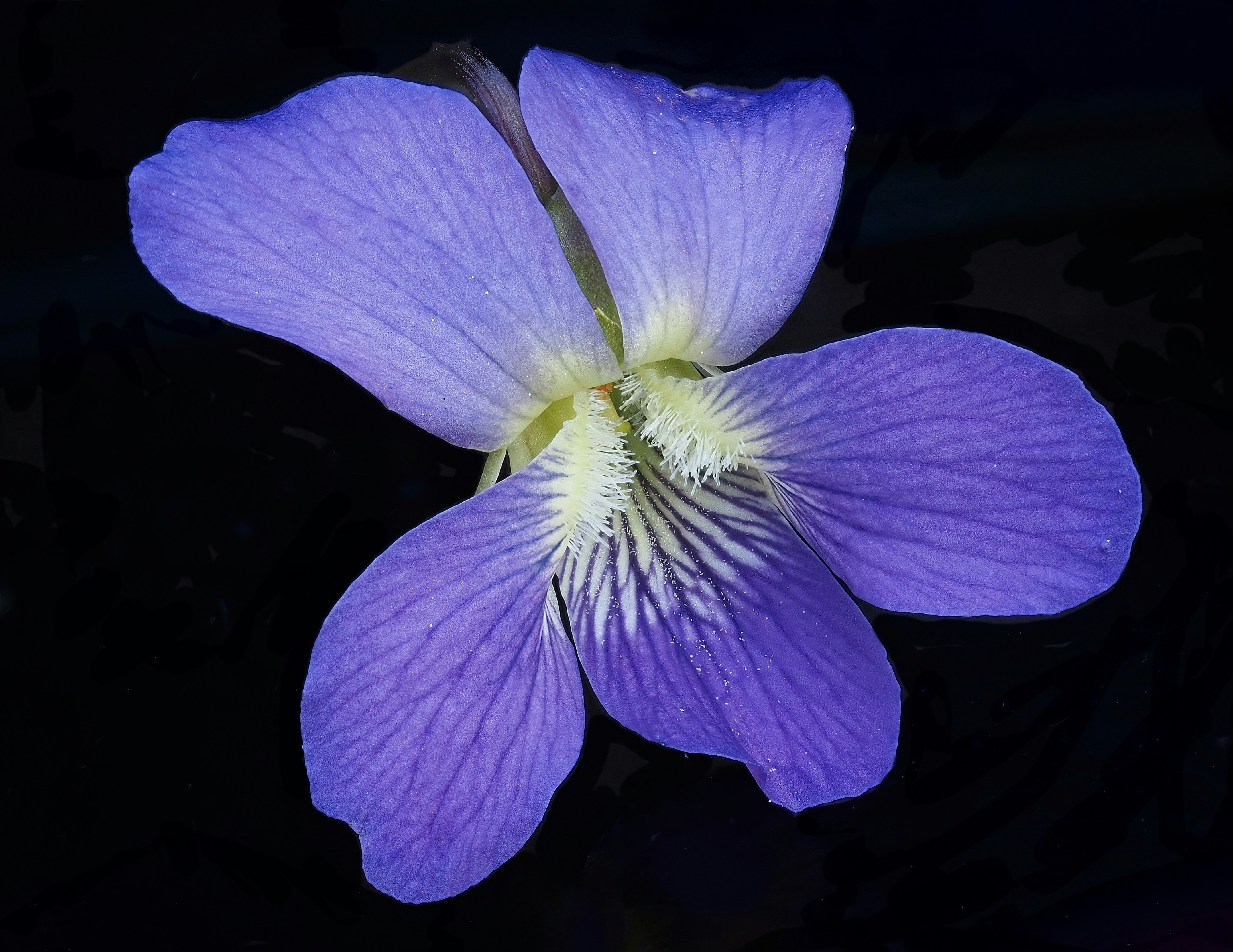 Violet Flower Pictures | Download Free Images on Unsplash
