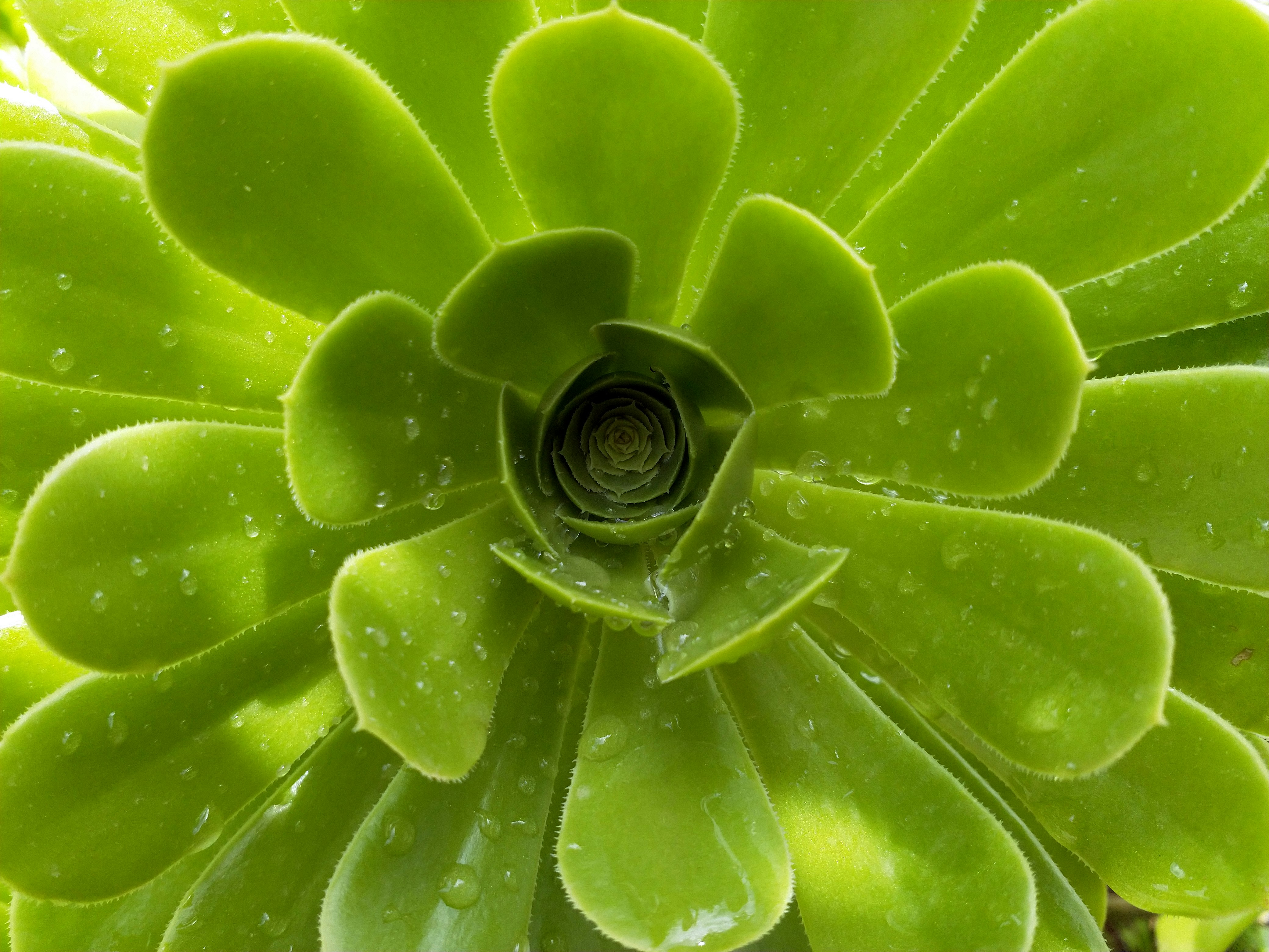 Зеленые лепестки фото 5 000 шт 4,5*4,5 см градиентный зеленый + белый цветок розы лепестки листьев для