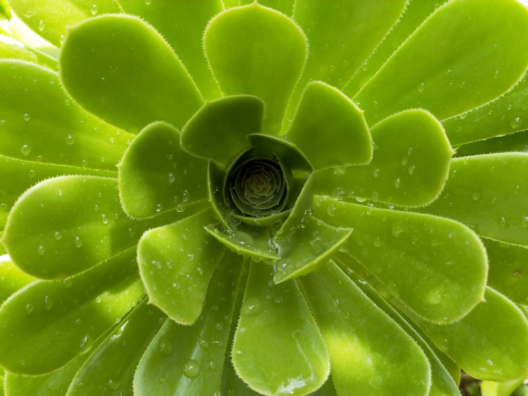 Зеленые лепестки фото Зеленые лепестки фото