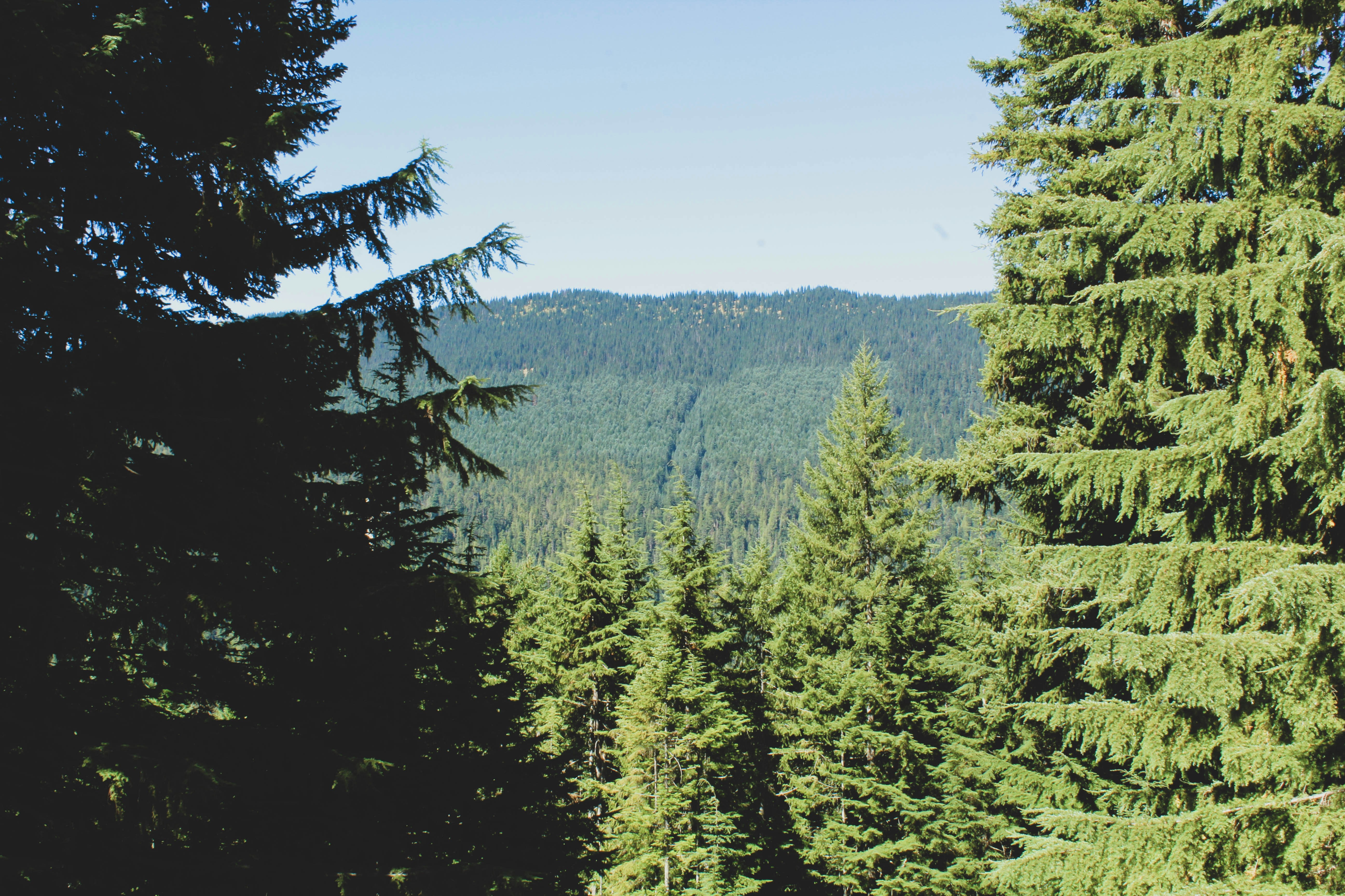 Пихтовый лес фото Aspen trees, Natural landmarks, Landmarks