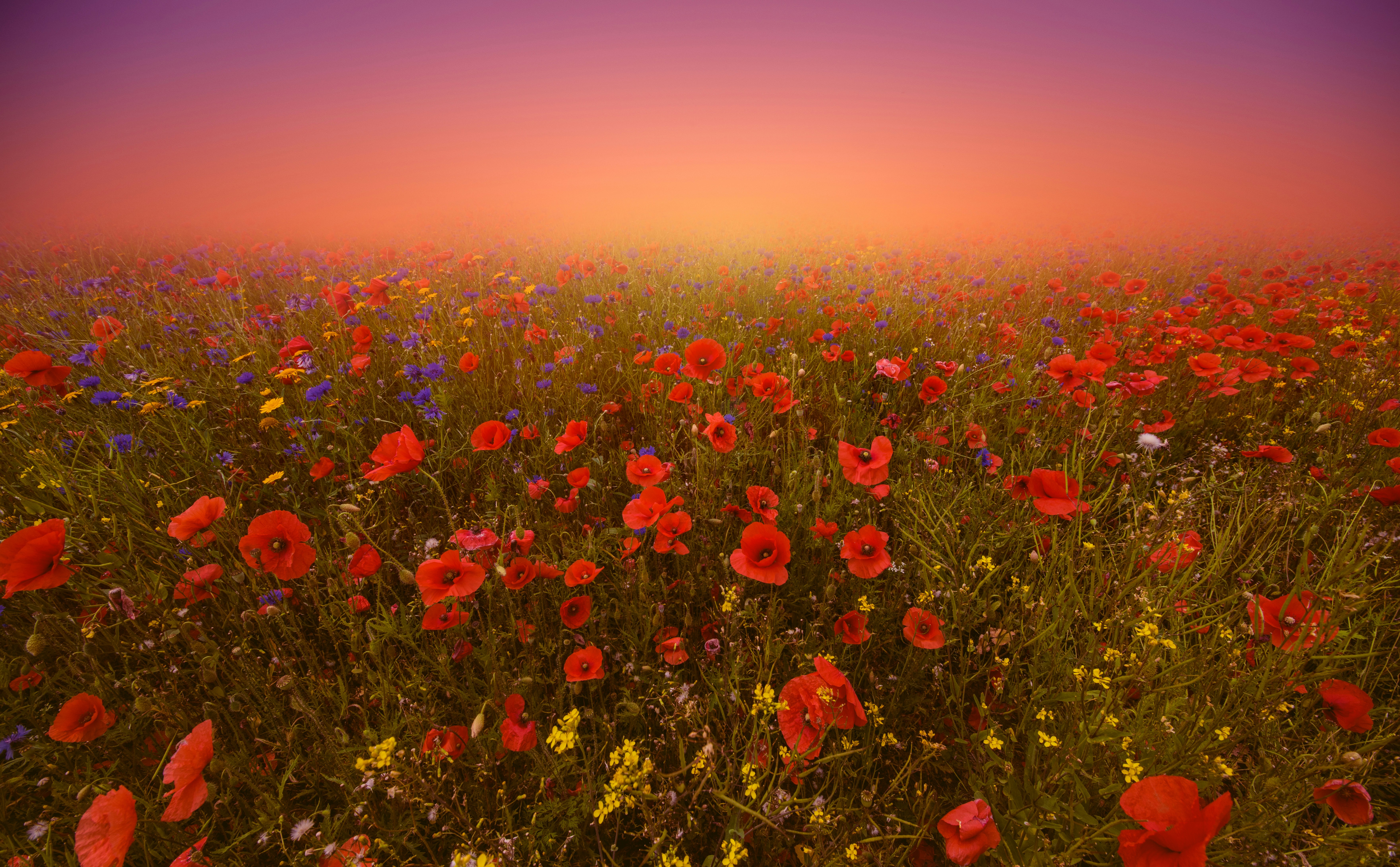 Field Of Roses Pictures Download Free Images on Unsplash