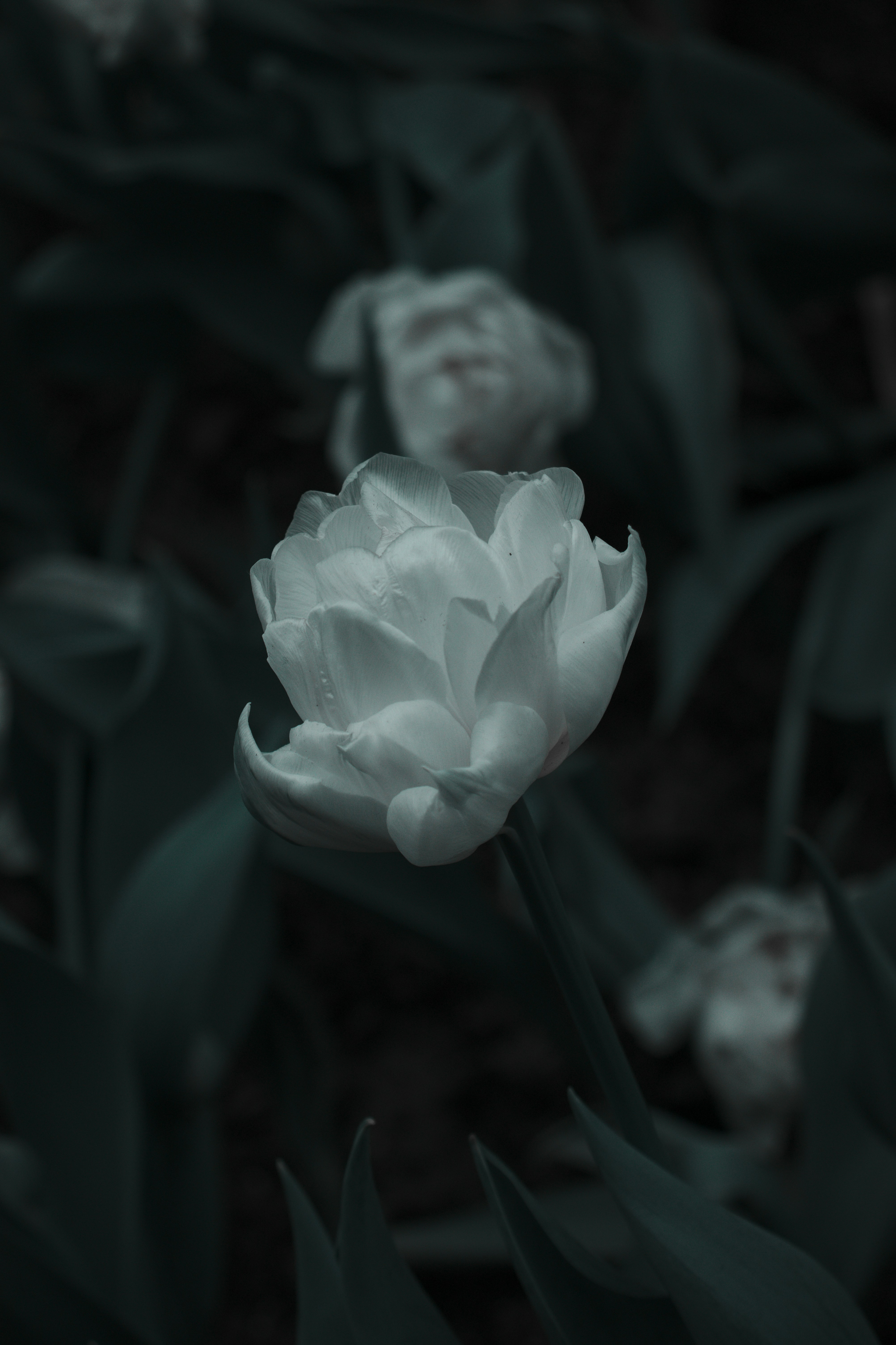 Sad Rose Pictures Download Free Images on Unsplash