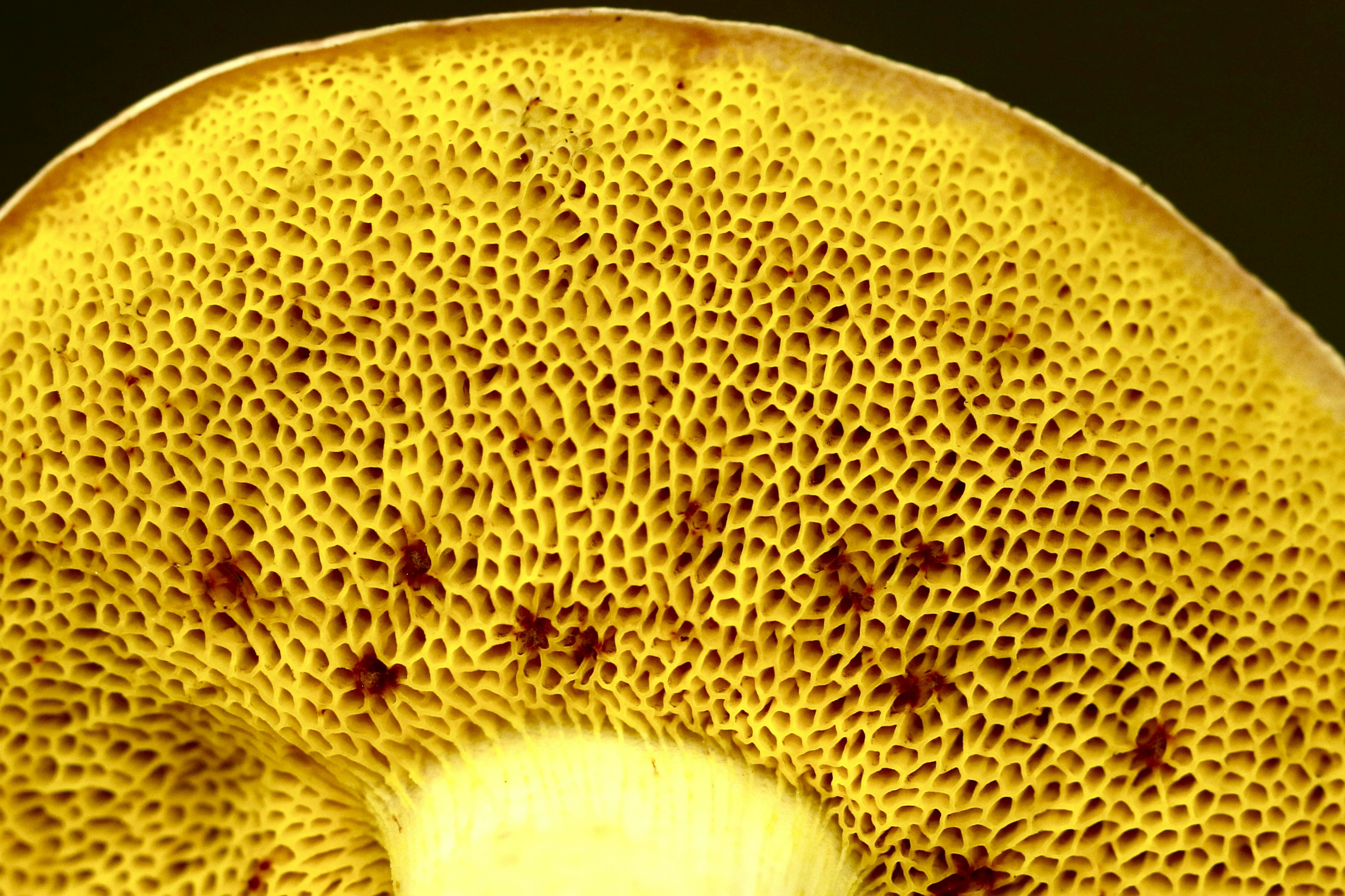 Download Yellow Algae Illustration Photo Free Plant Image On Unsplash Yellowimages Mockups