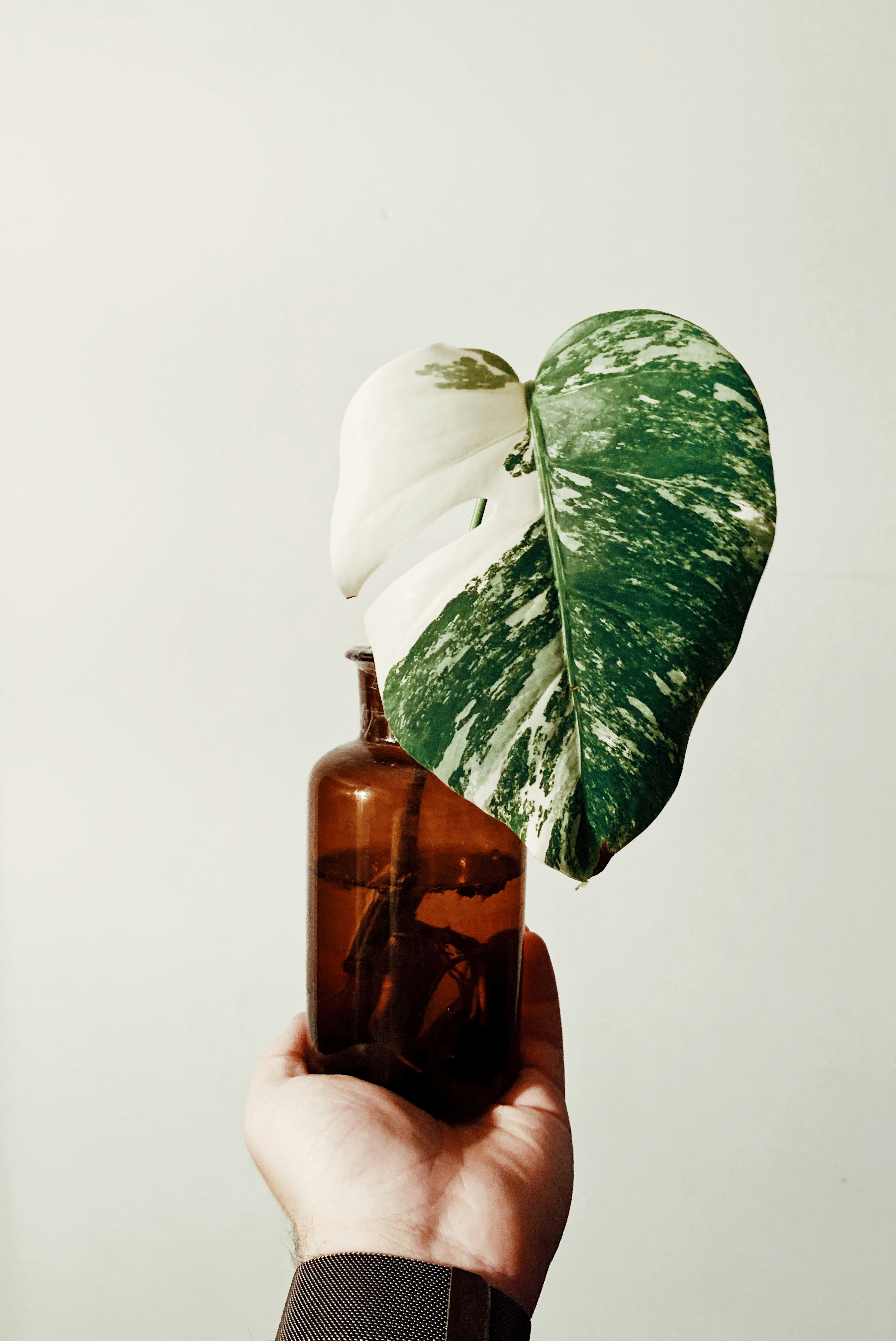Download Green And White Leaf Plant In Amber Glass Bottle Photo Free Image On Unsplash Yellowimages Mockups