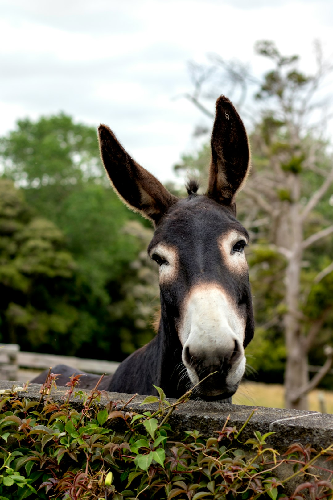 100  Donkey Images Download Free Pictures On Unsplash 100  Donkey Images Download Free Pictures On Unsplash