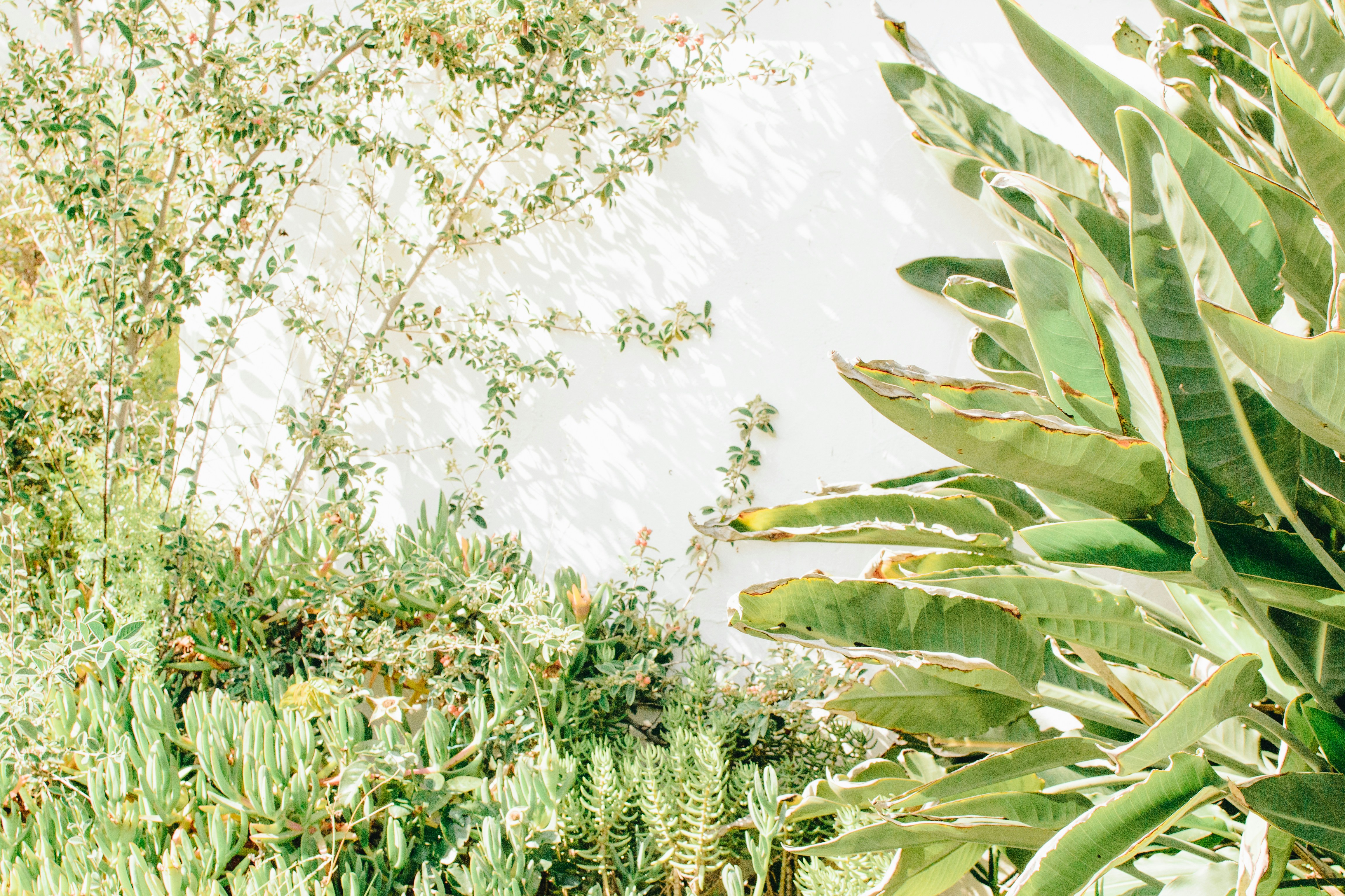 Gradina Botanica Din Roma Danutniculcea