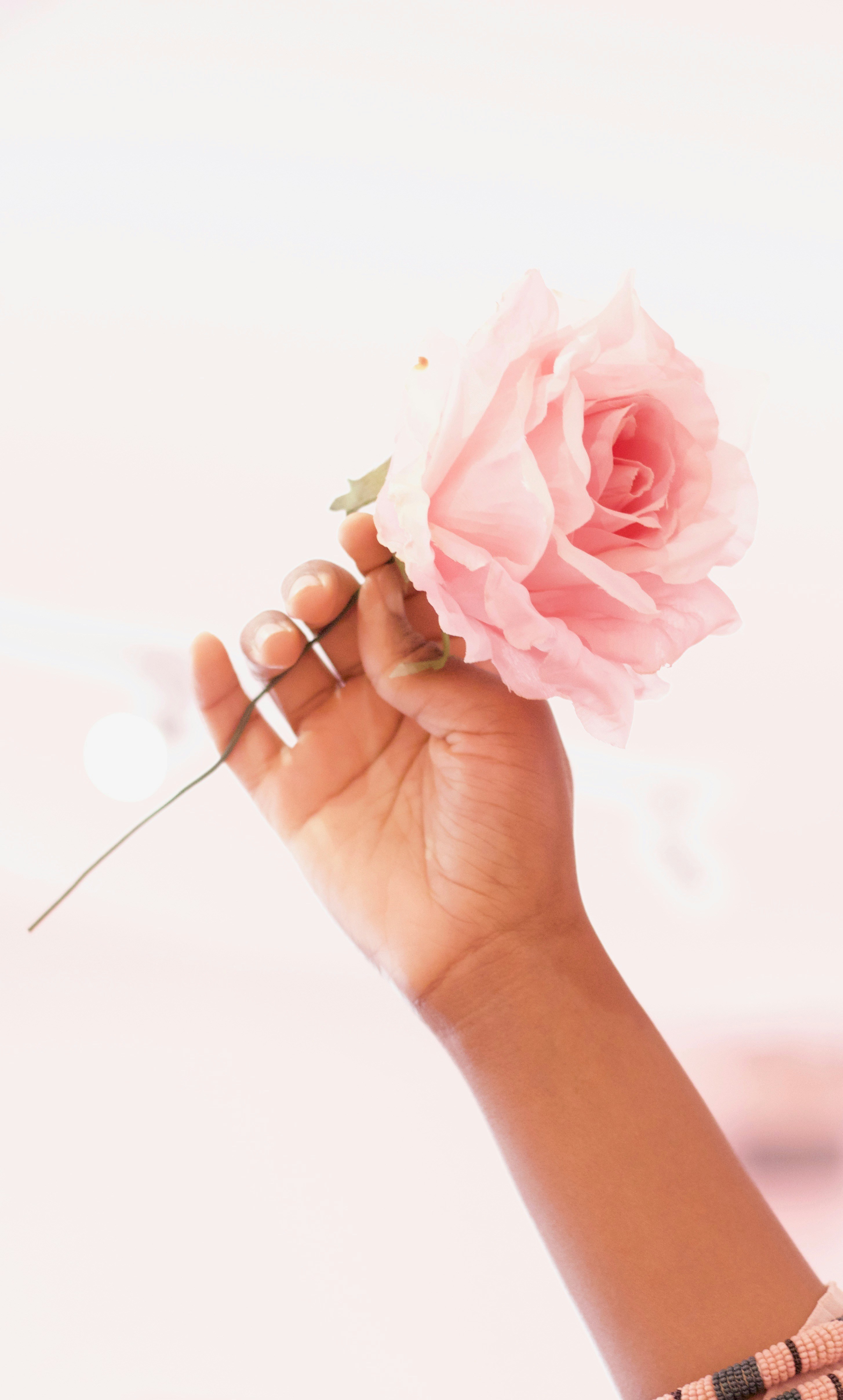 Flower In Hand Pictures Download Free Images on Unsplash