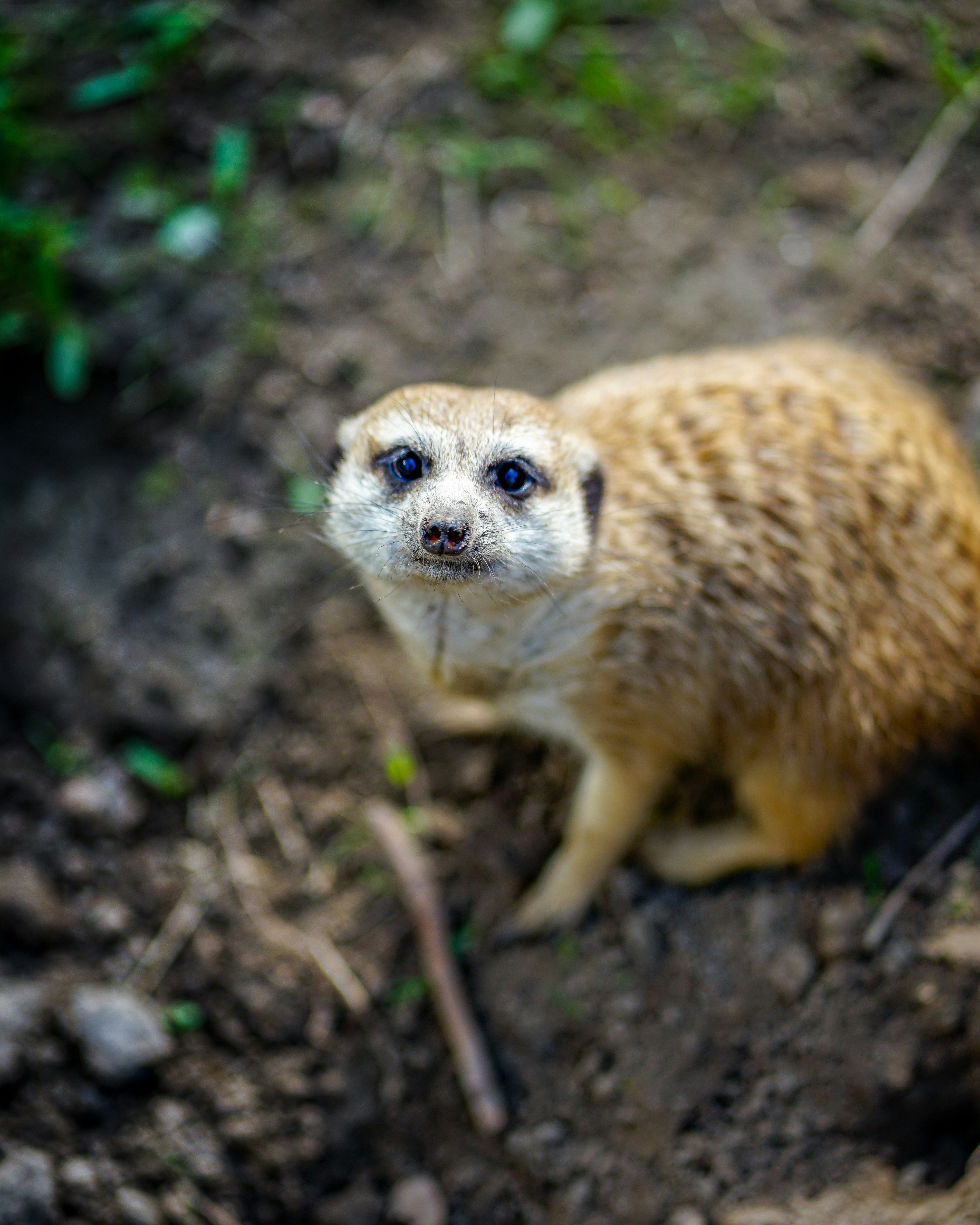 Gopher Pictures | Download Free Images on Unsplash