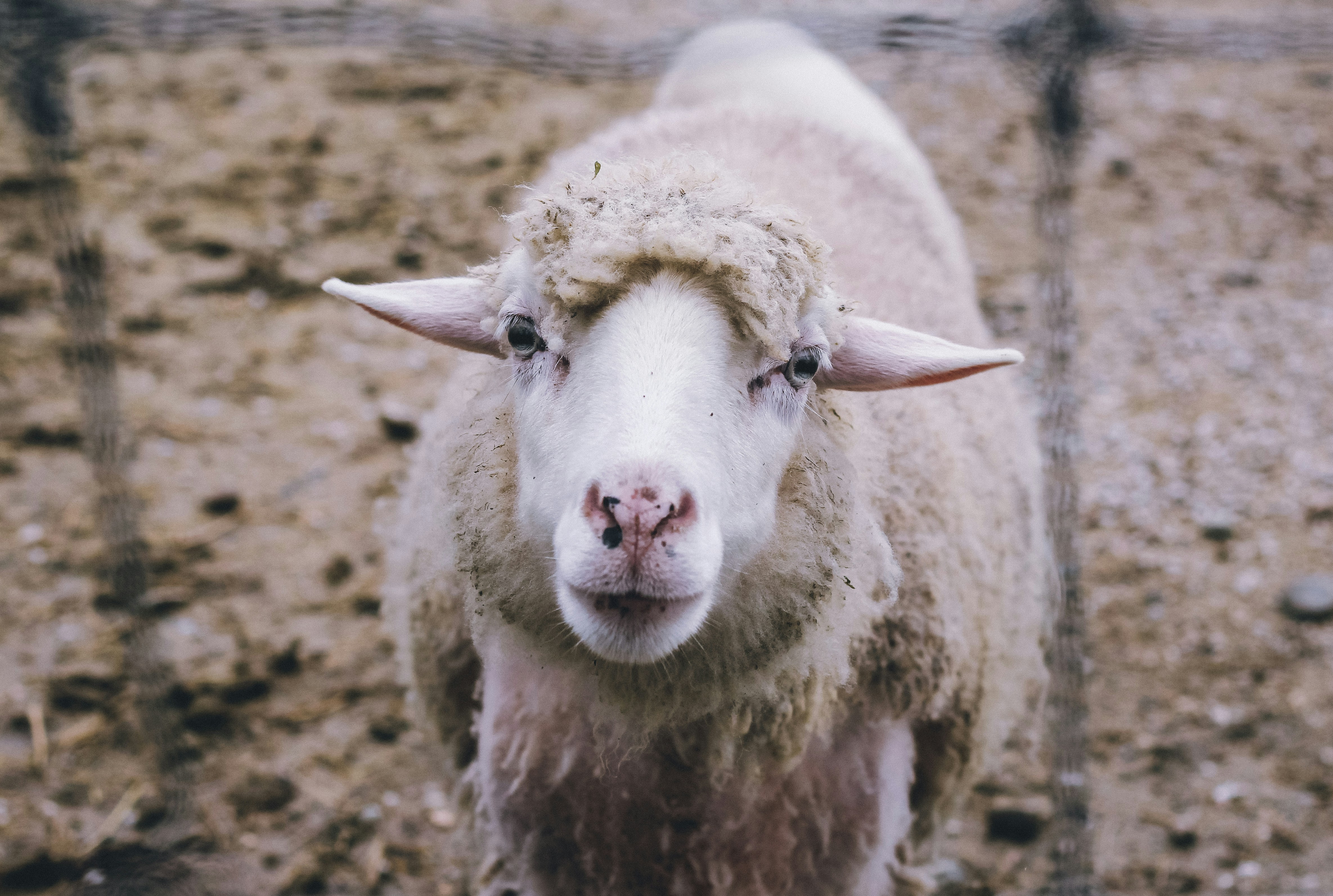 Domestic Animals Pictures | Download Free Images on Unsplash