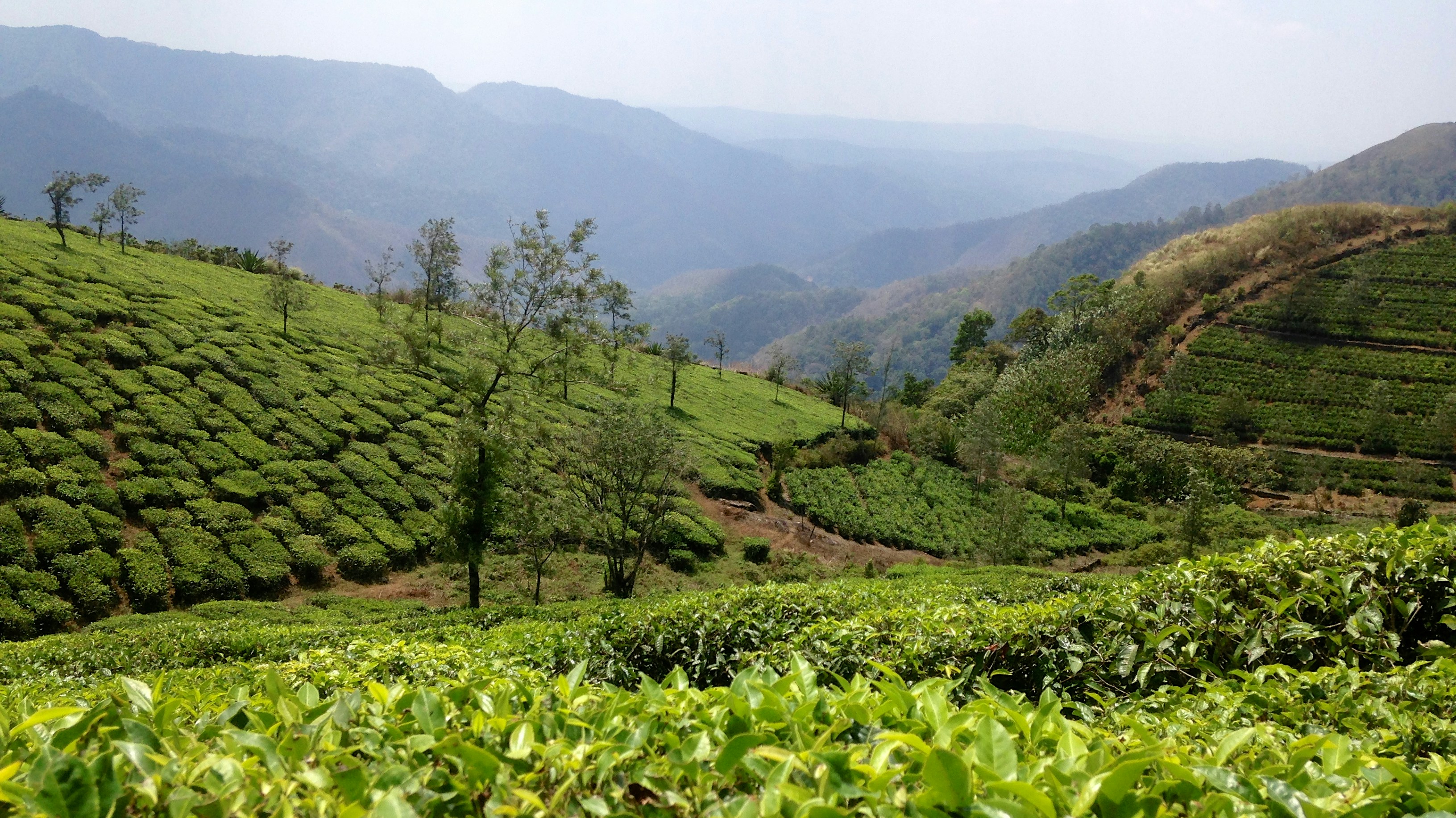 Essay on dhekiabari tea estate picture