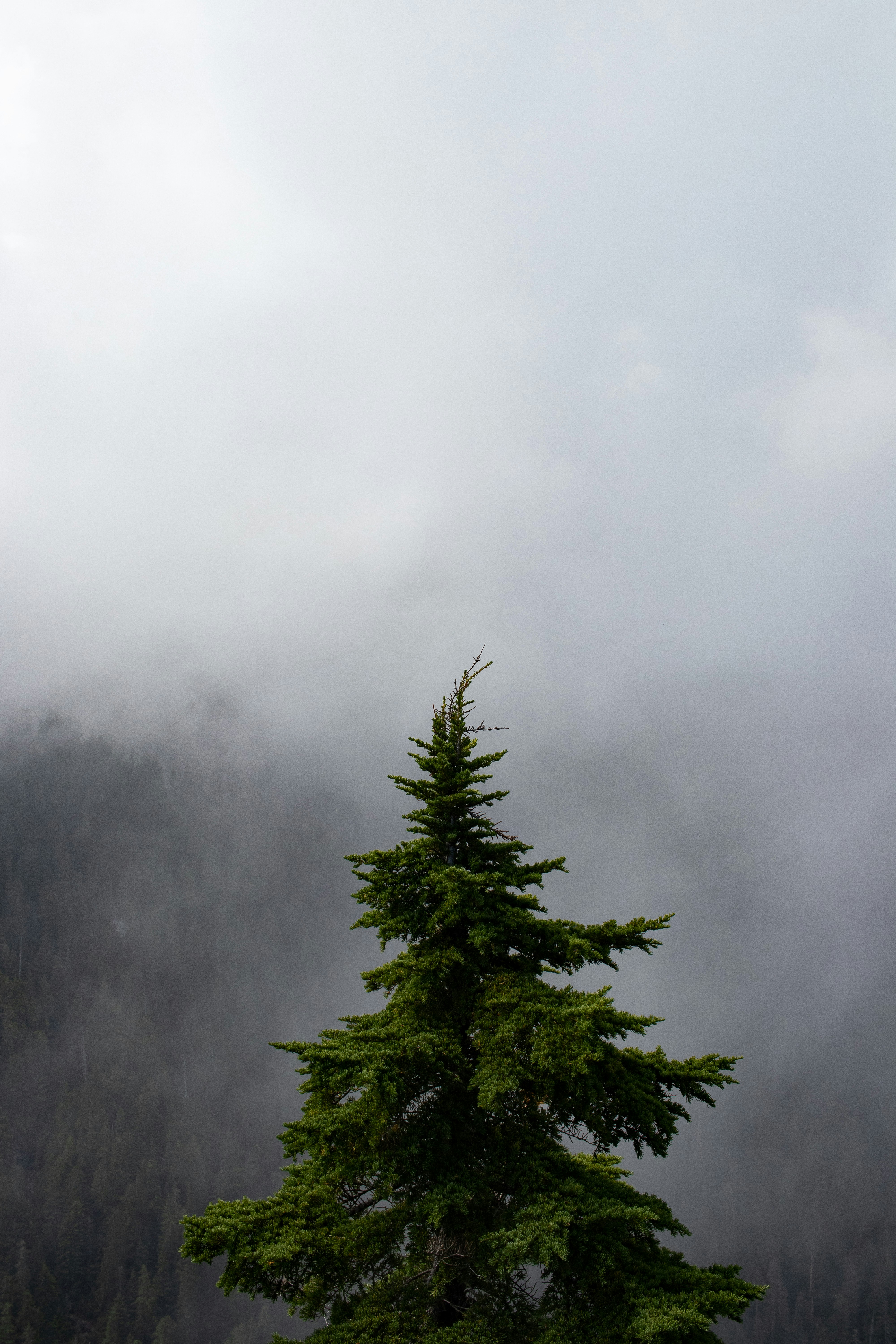 green tree photo Free Nature Image on Unsplash