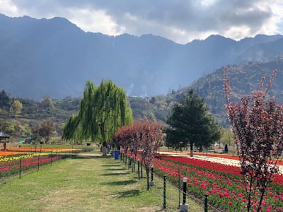 Kashmir Spring Season