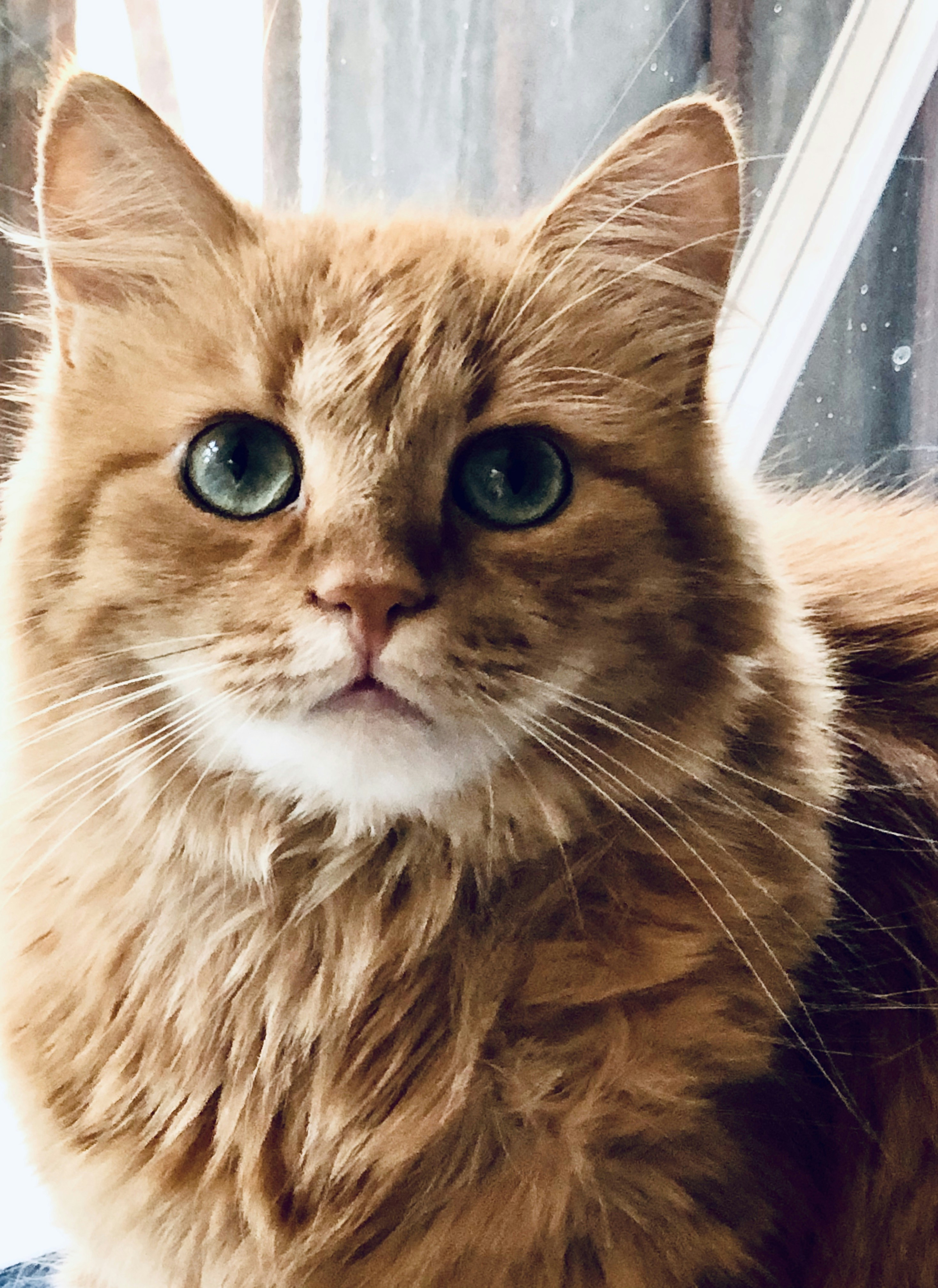 orange tabby cat photo – Free Animal Image on Unsplash