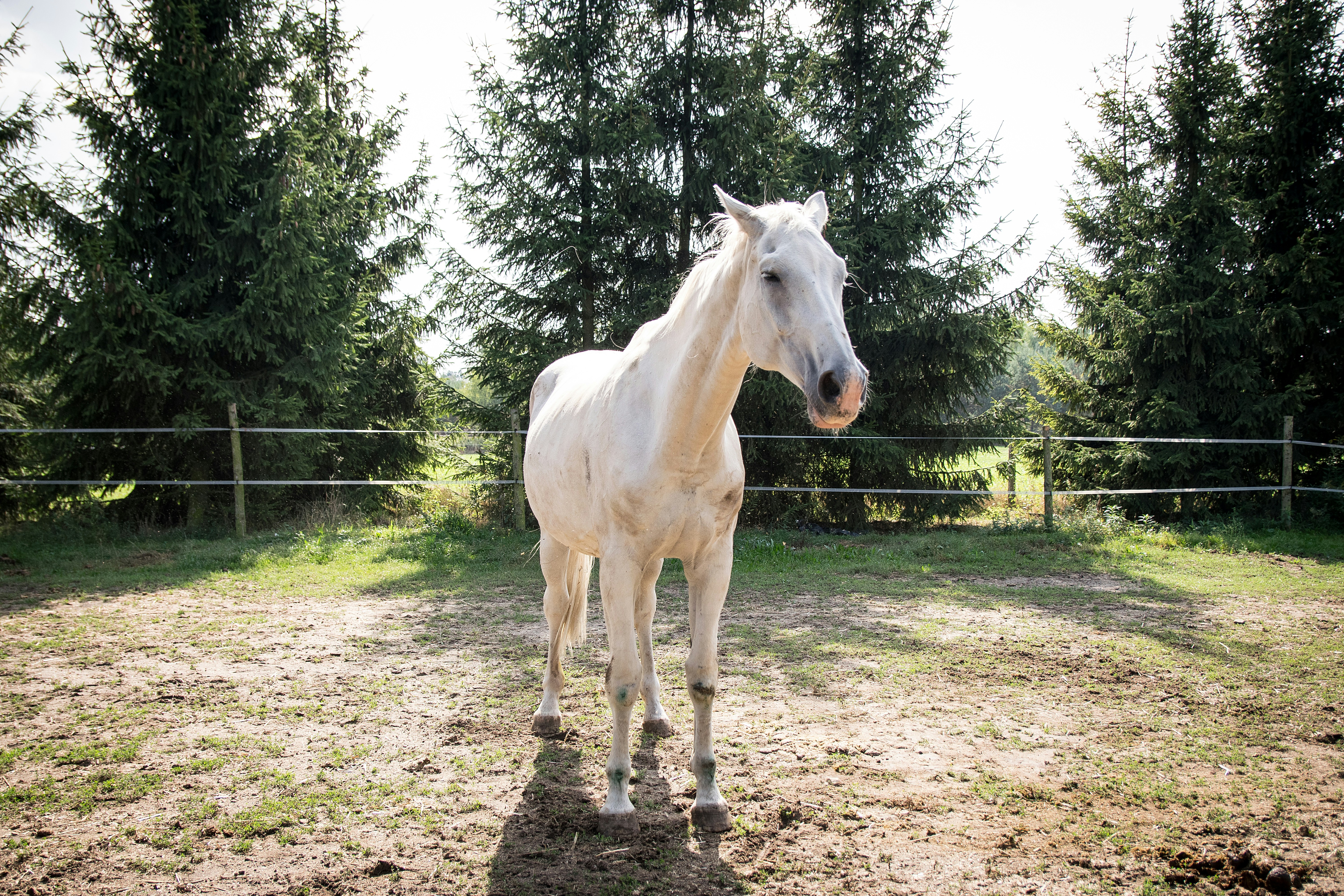 white horse near fence photo Free Horse Image on Unsplash