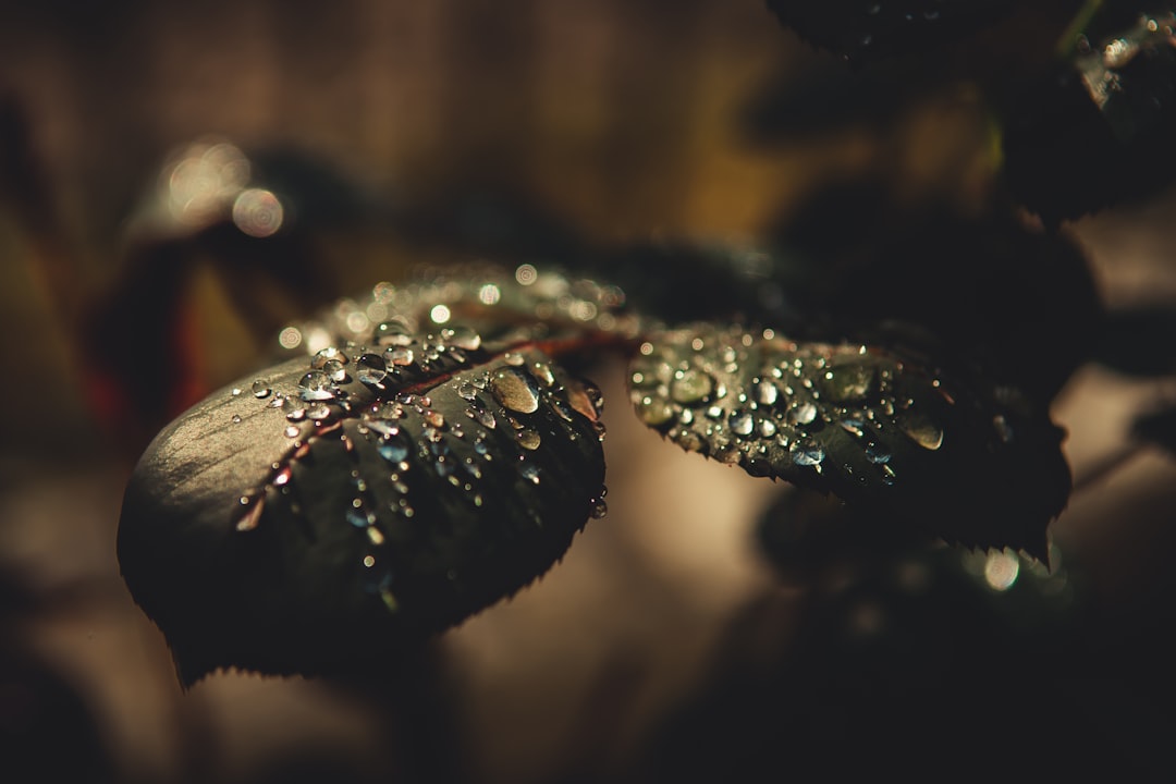 Макро фото на айфон Макро фото на айфон