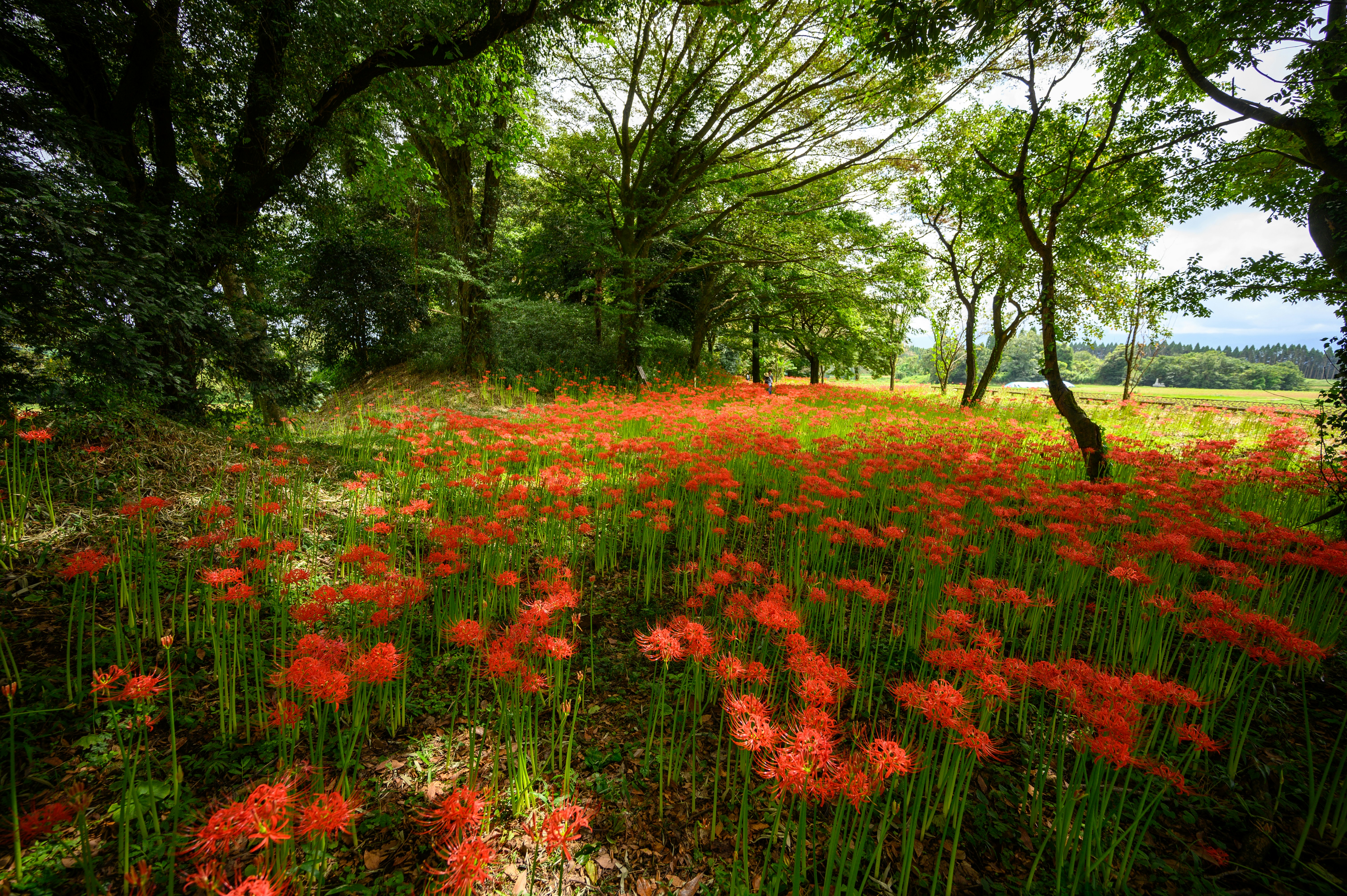blooming red flowers under trees photo Free Outdoors Image on Unsplash
