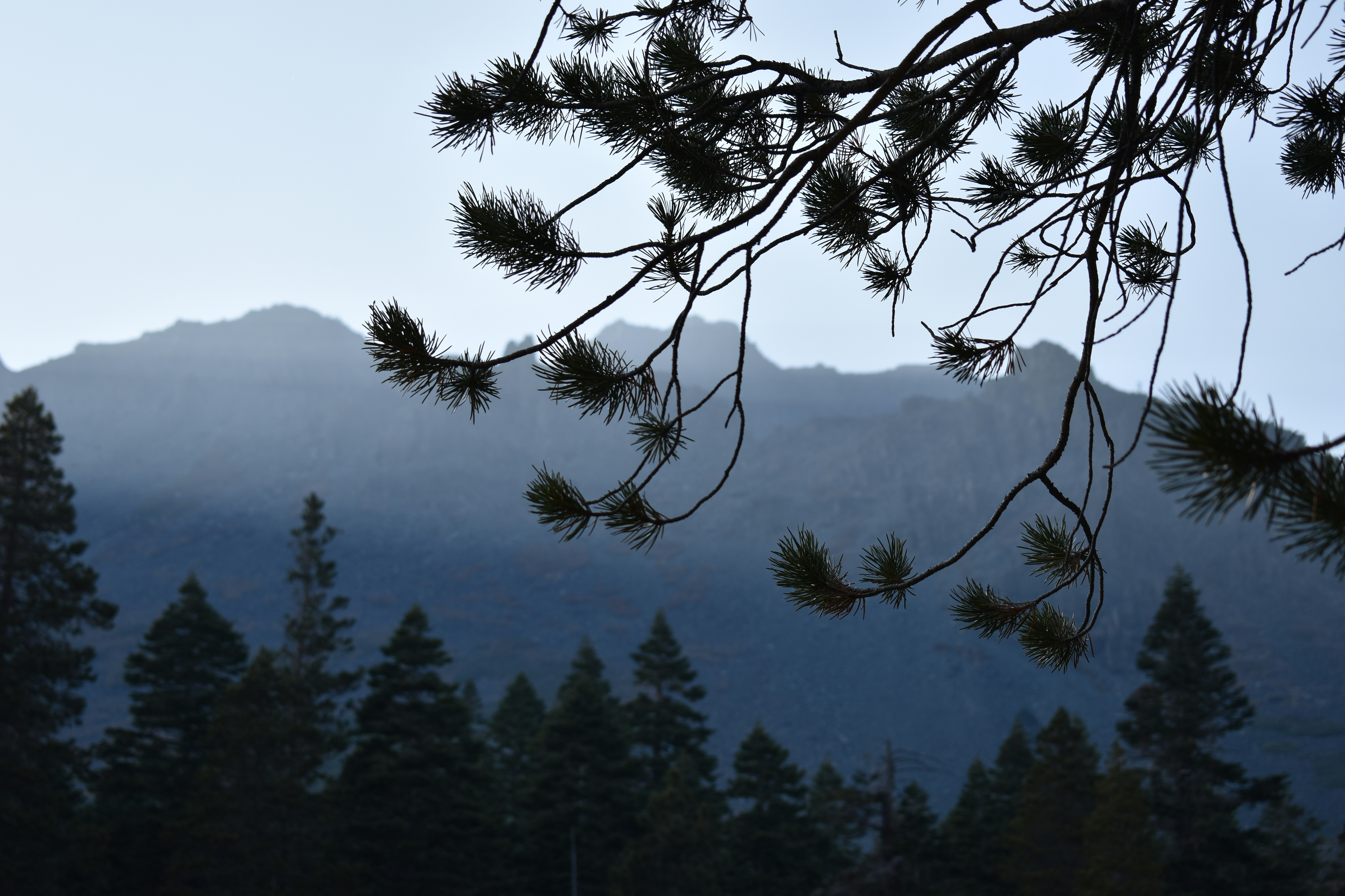 Cedar Tree Pictures Download Free Images on Unsplash