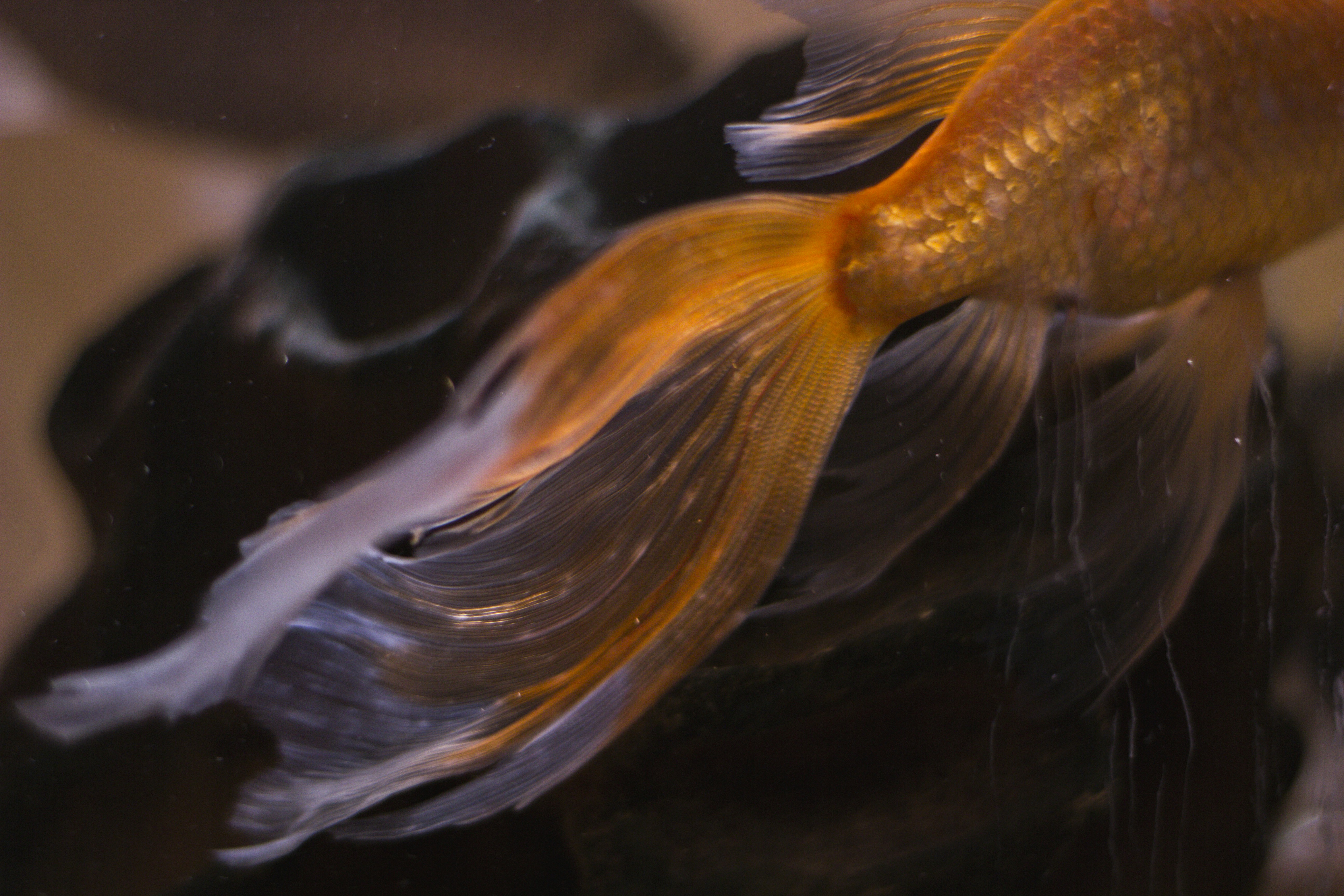 Fish Tail Pictures Download Free Images on Unsplash