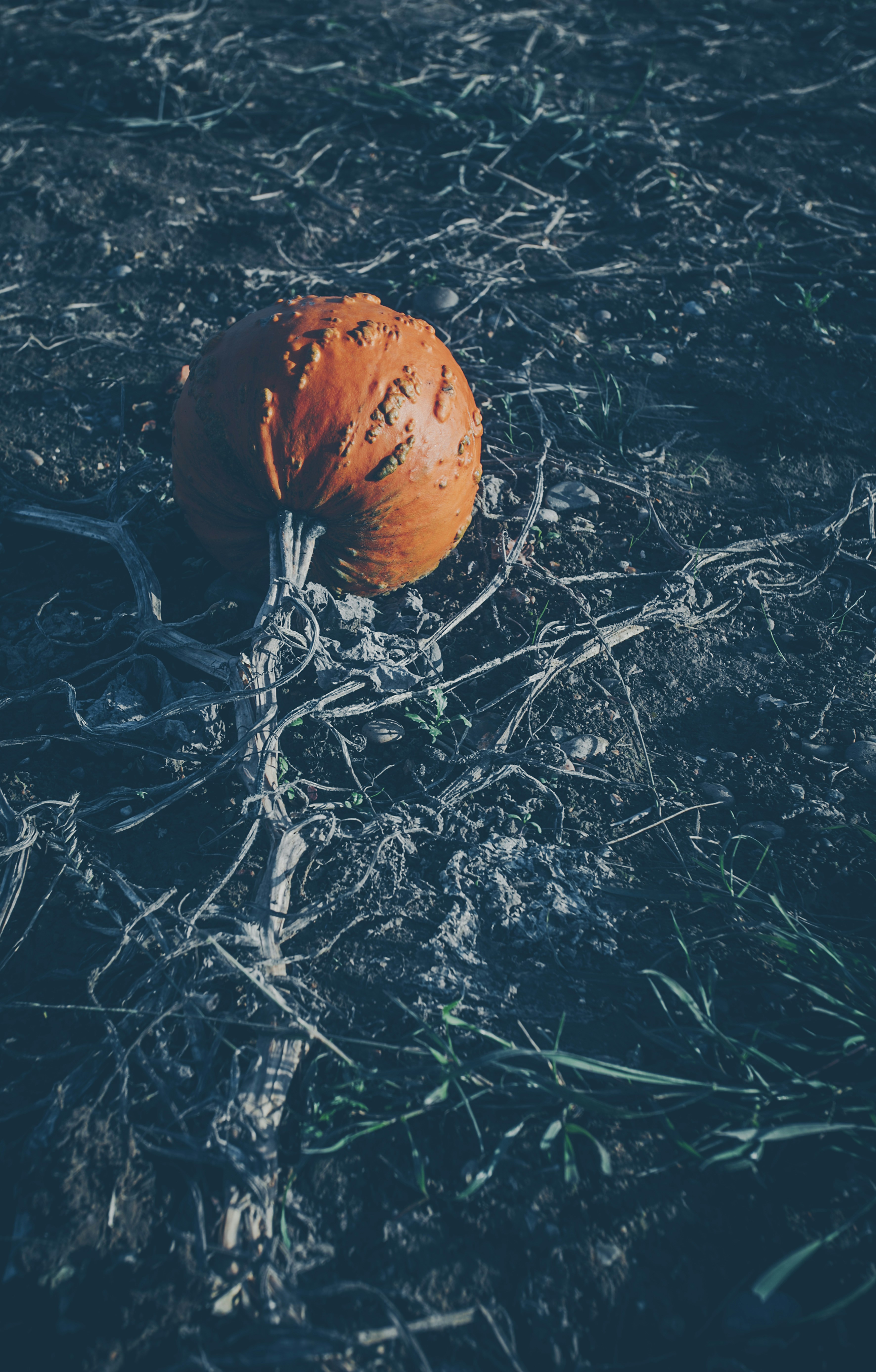 Pimple Pictures Download Free Images on Unsplash