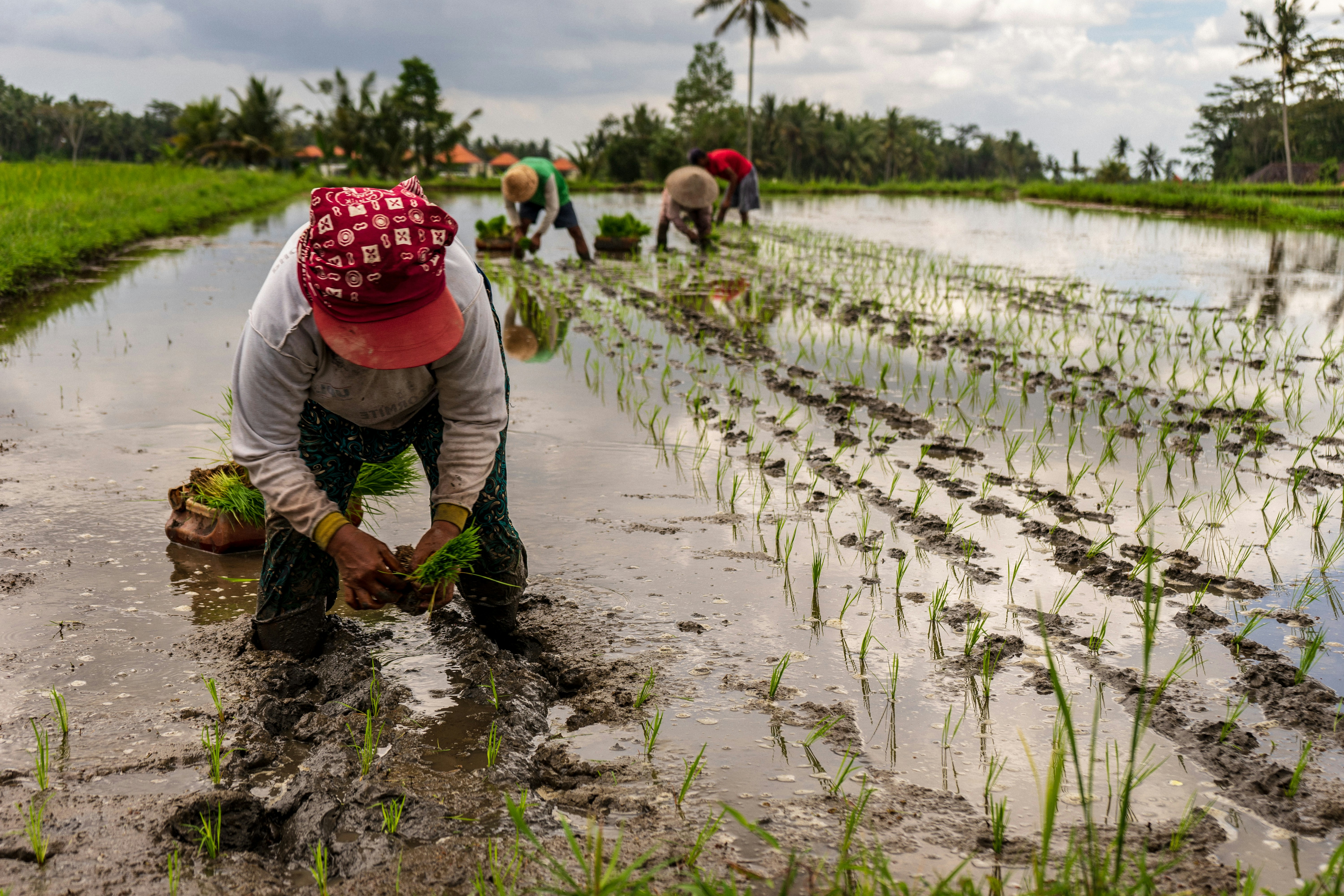 Rice Farming Pictures Download Free Images on Unsplash