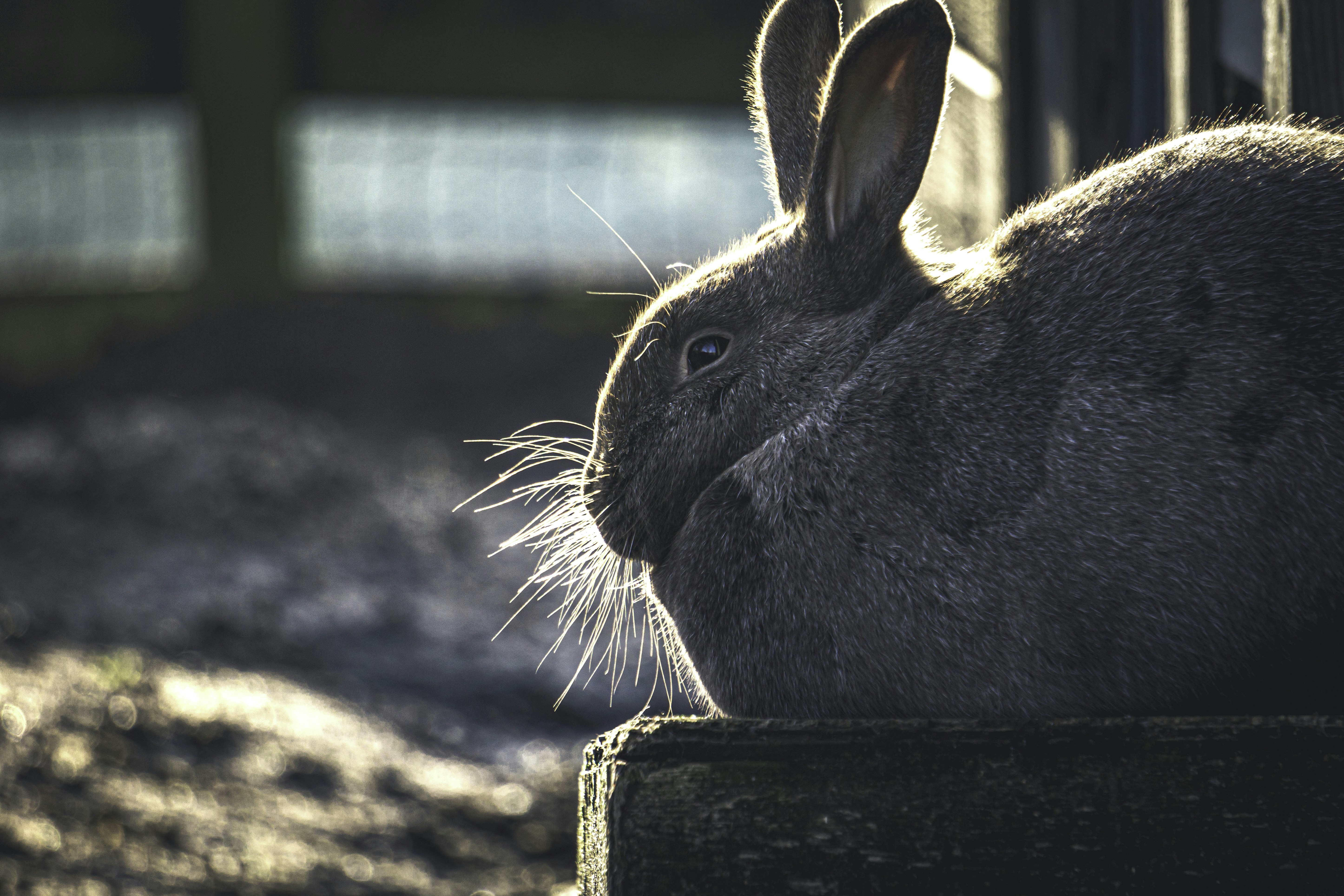 Animal Husbandry Pictures | Download Free Images on Unsplash