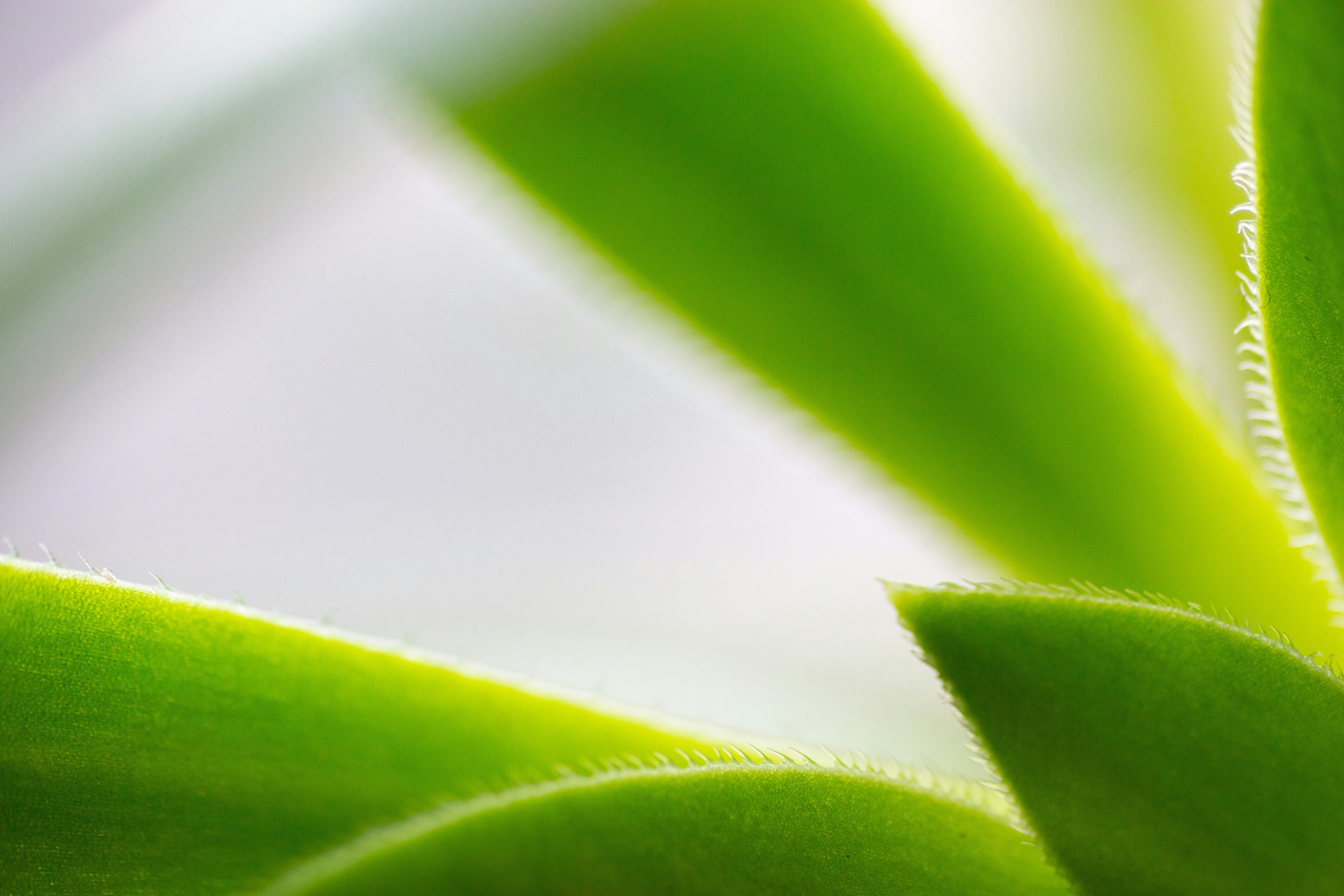 Free Green Image on Unsplash