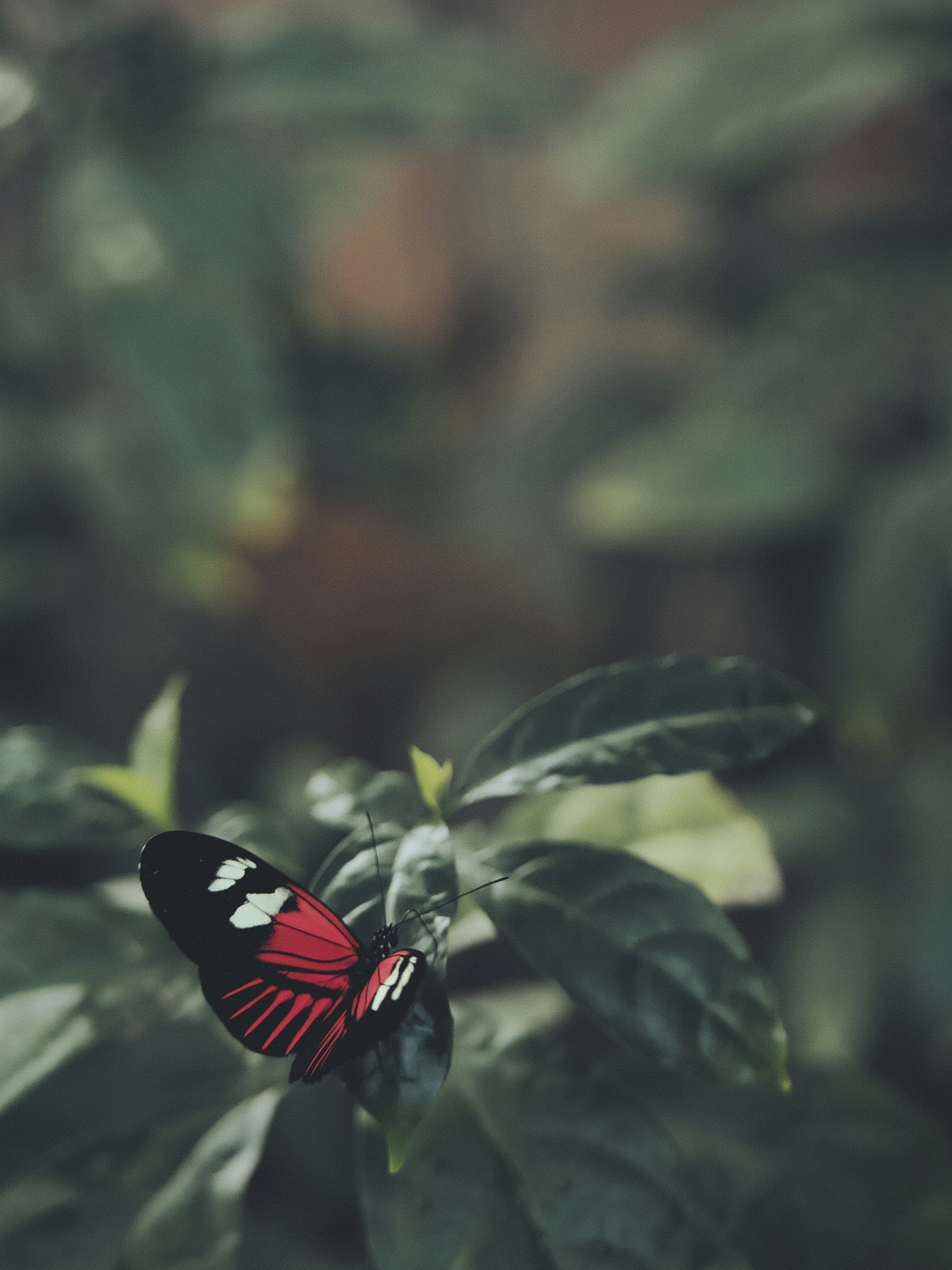 100+ Butterfly Pictures [HQ] Download Free Images on Unsplash
