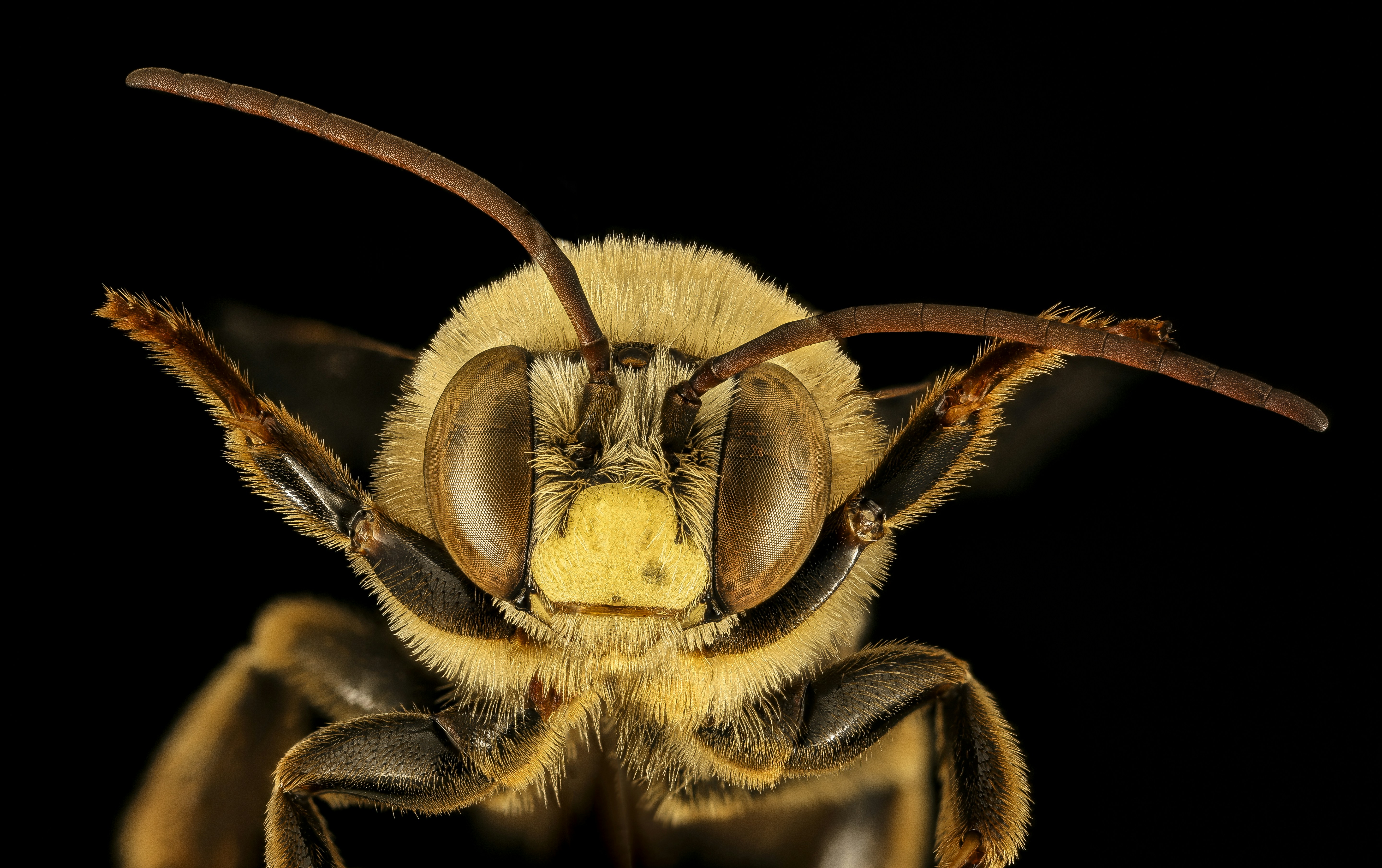 yellow and black bee in close up photography photo Free Animal Image