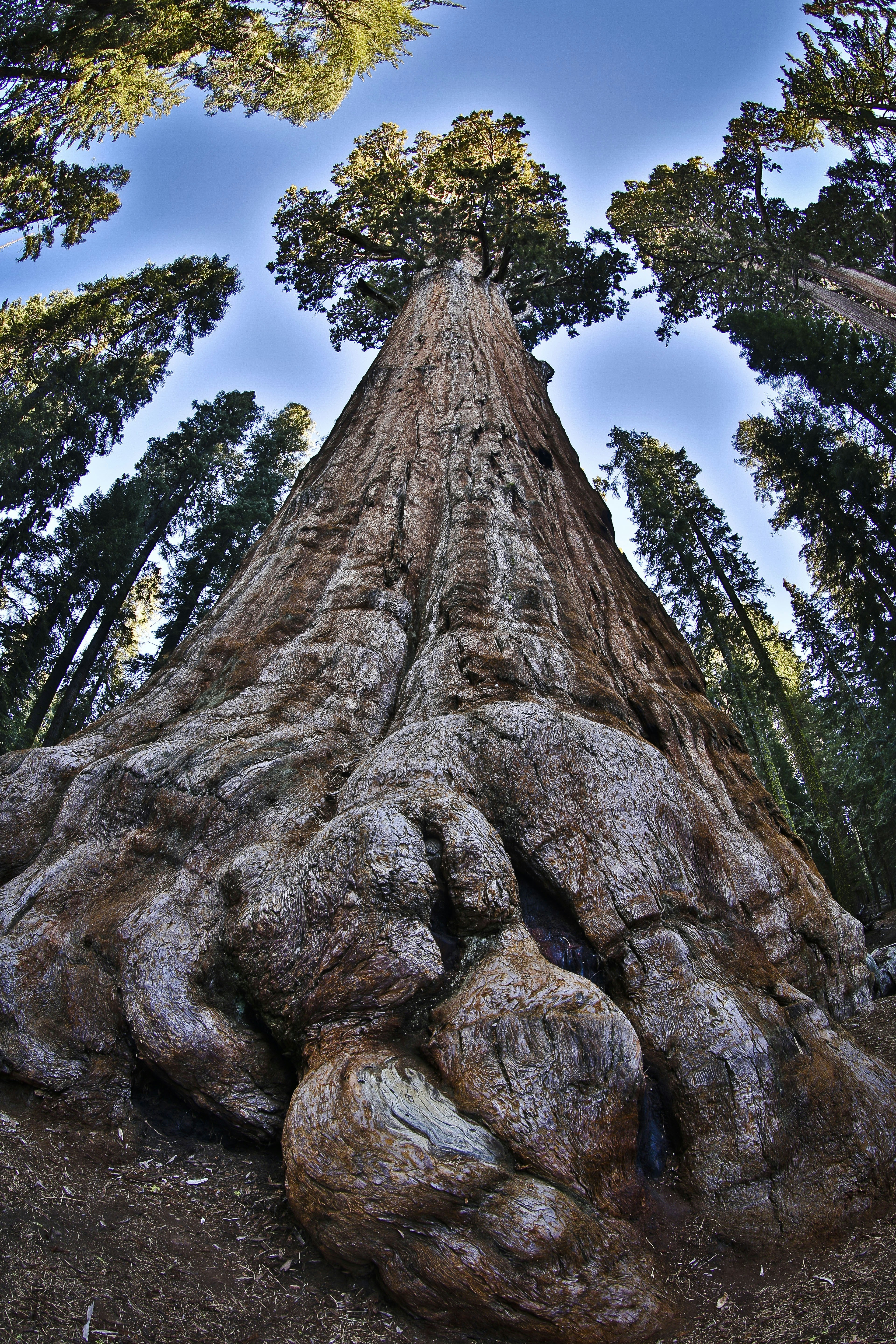 Sequoia Tree Pictures | Download Free Images on Unsplash